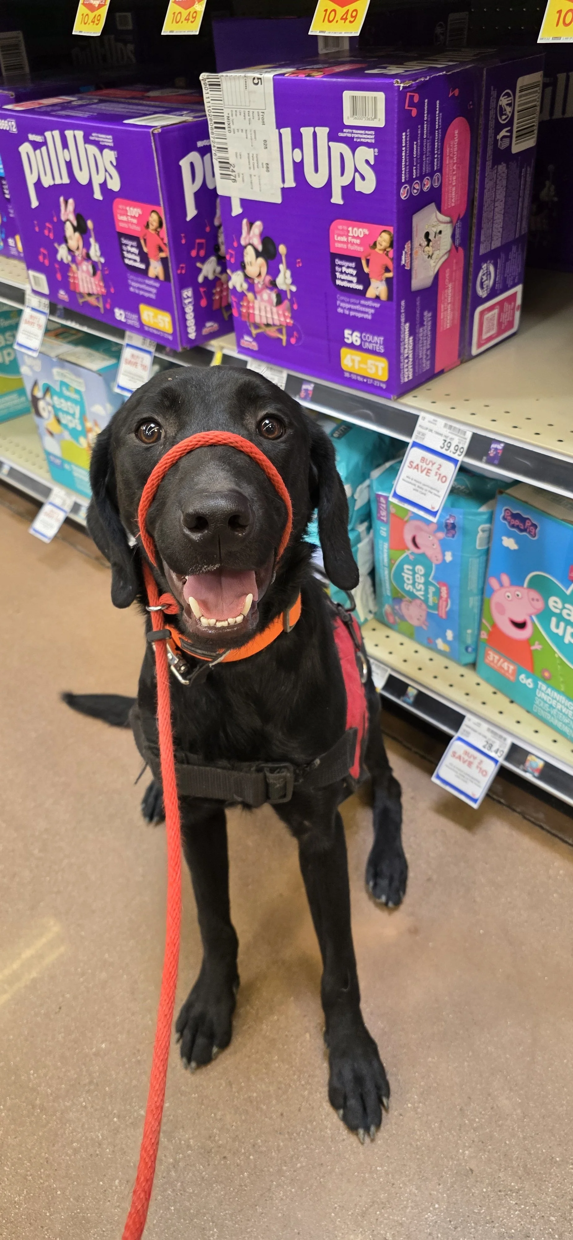 Bronx - M Labrador
