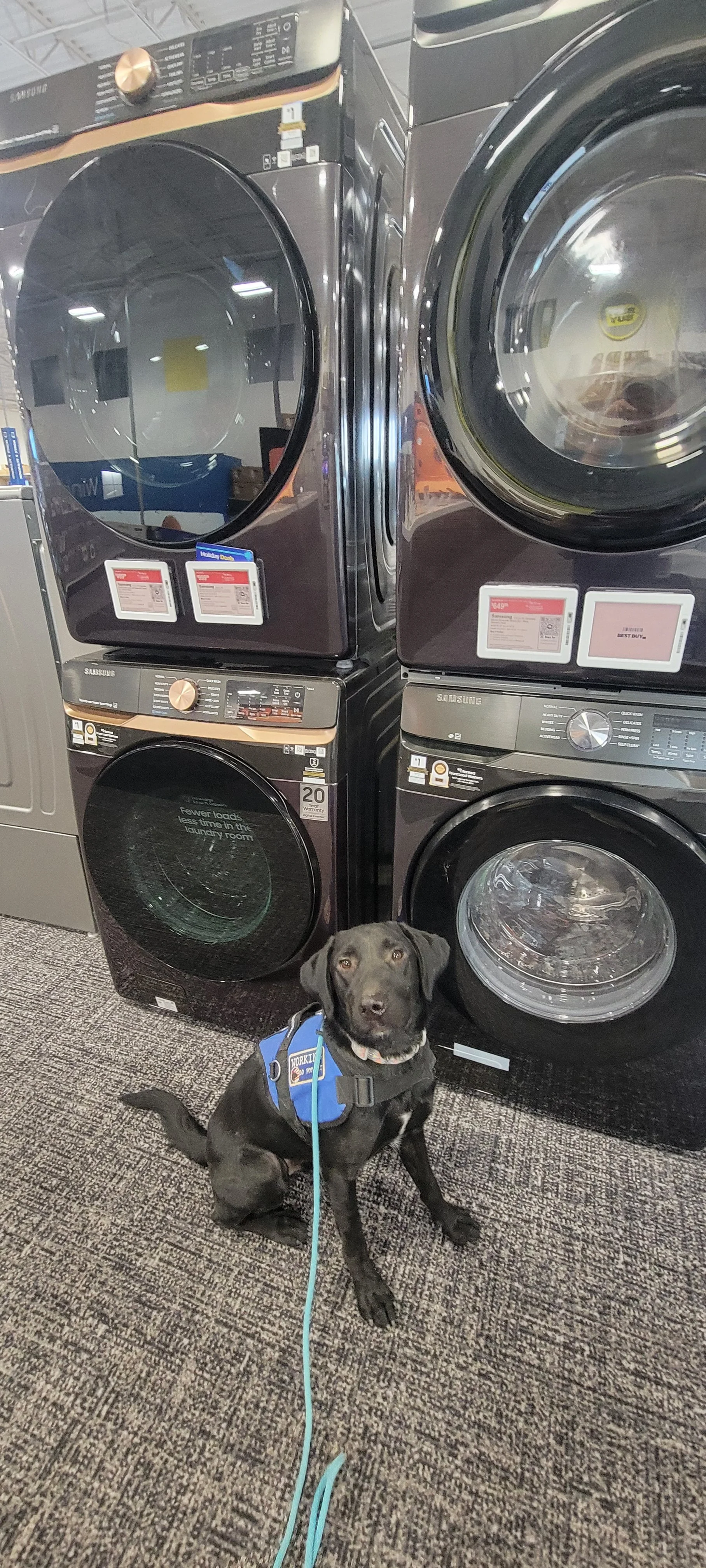 Austin - M Labrador