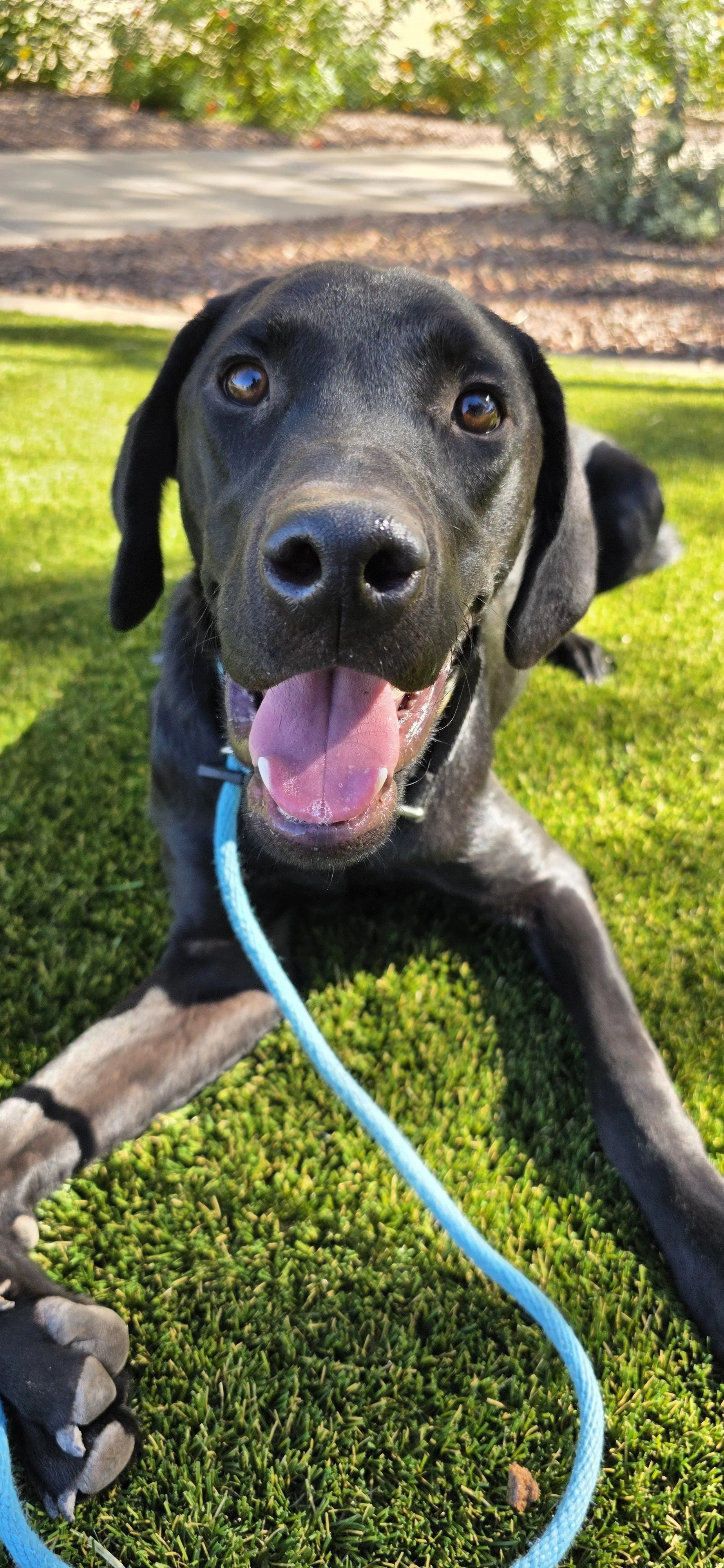 Radar - M Labrador
