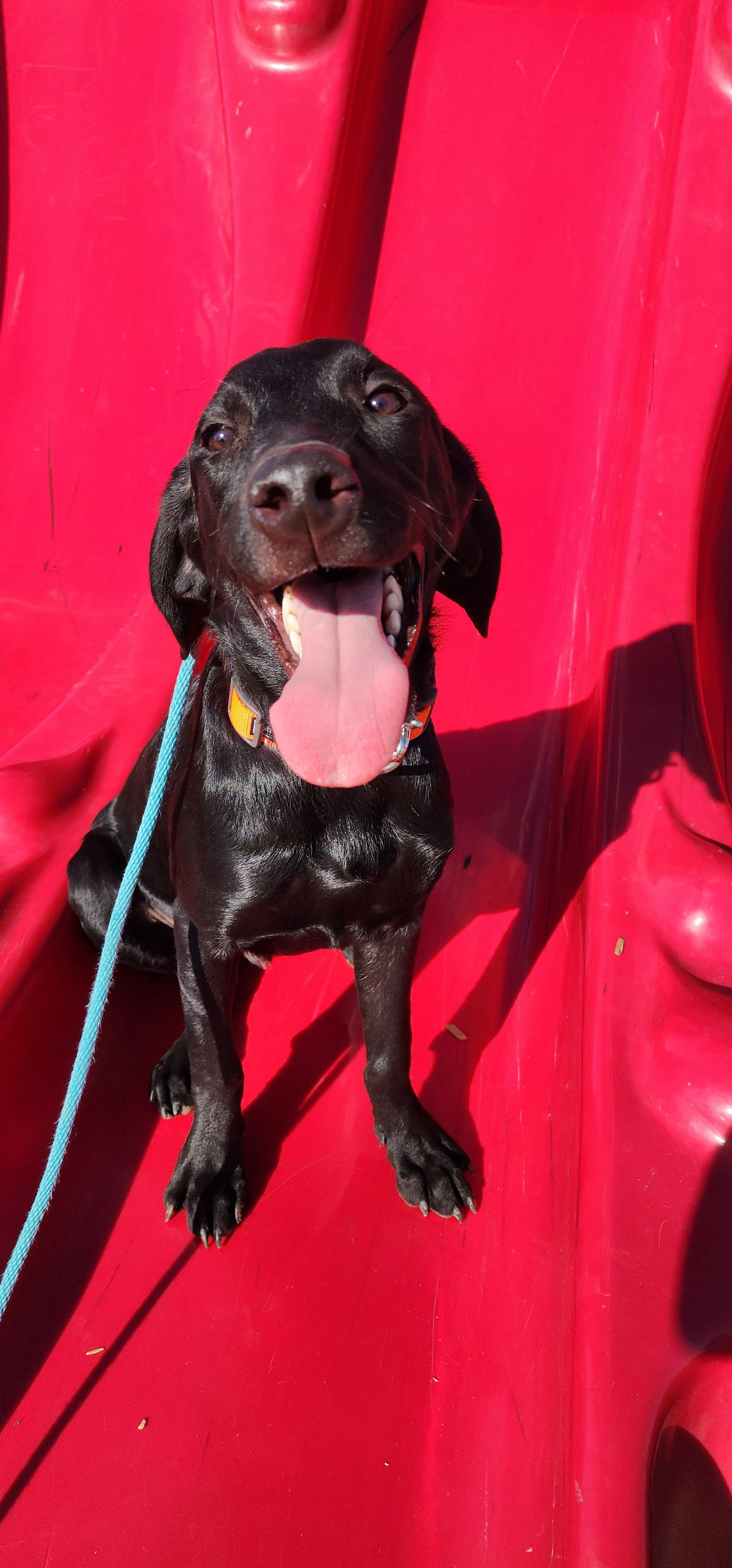 Bronx - M Labrador