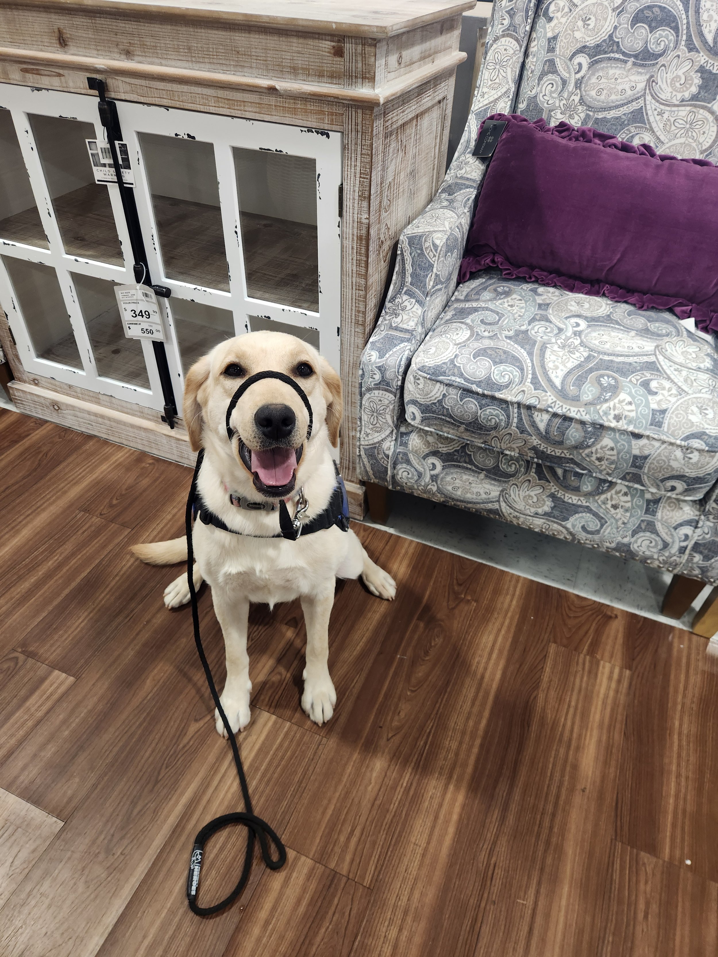 Emmy - F Labrador