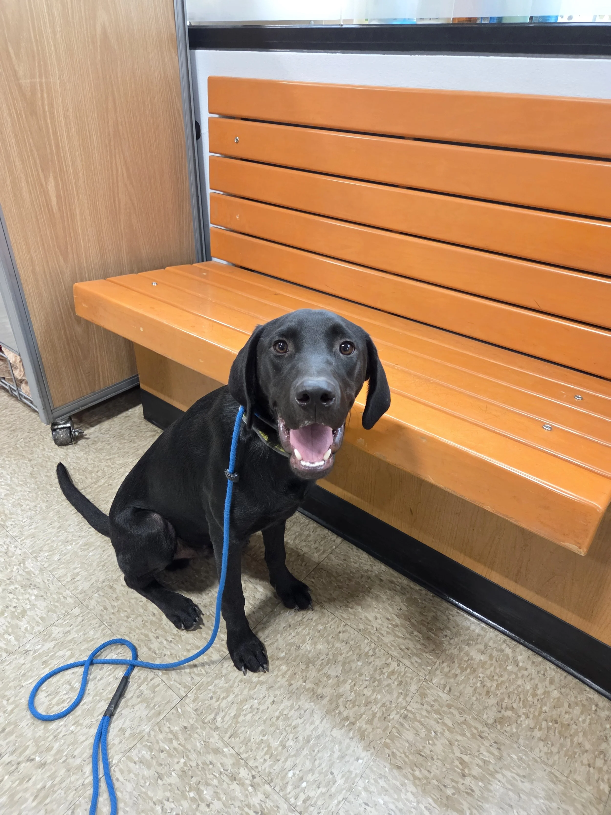 Radar - M Labrador