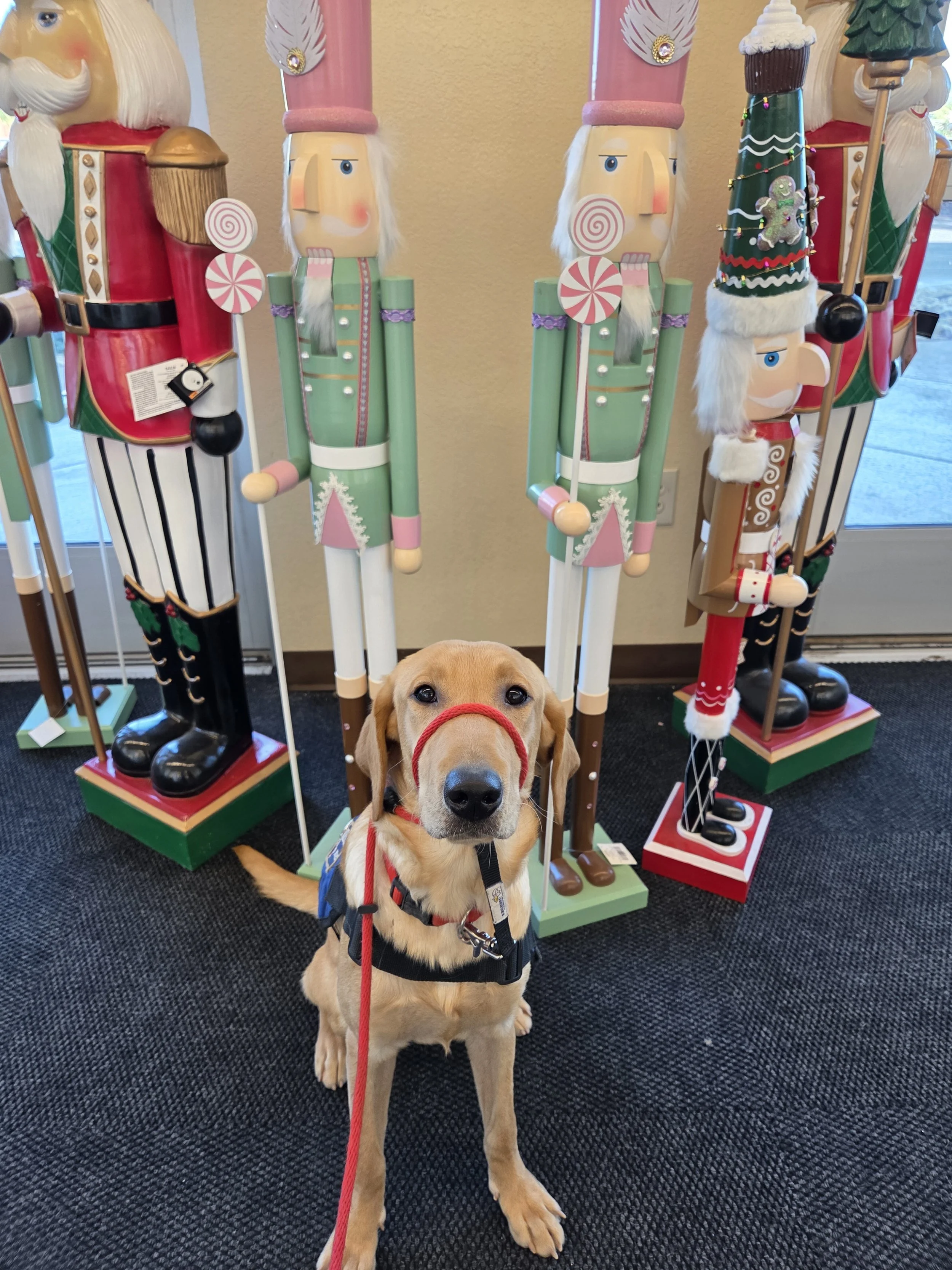 Buddy - Male Labrador
