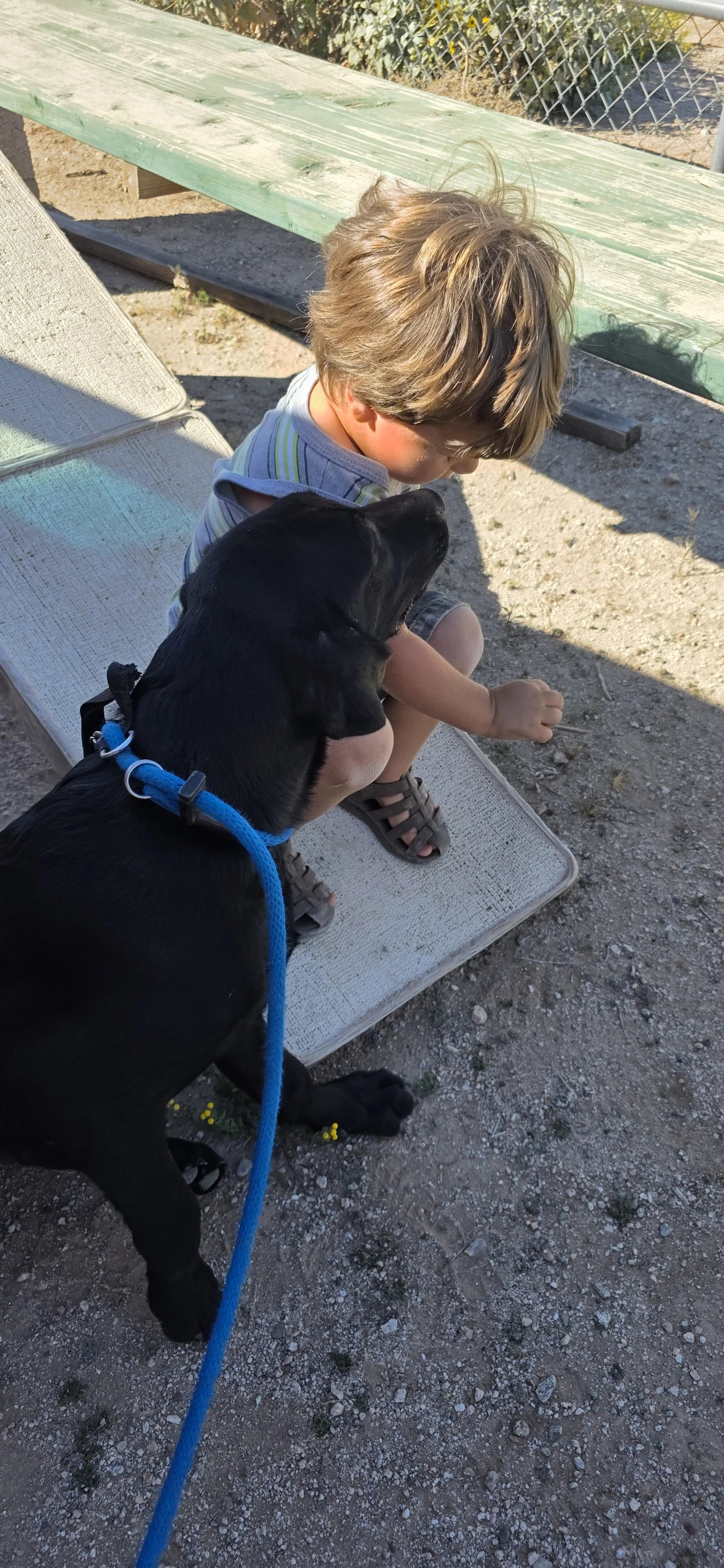 Oakley M Labrador