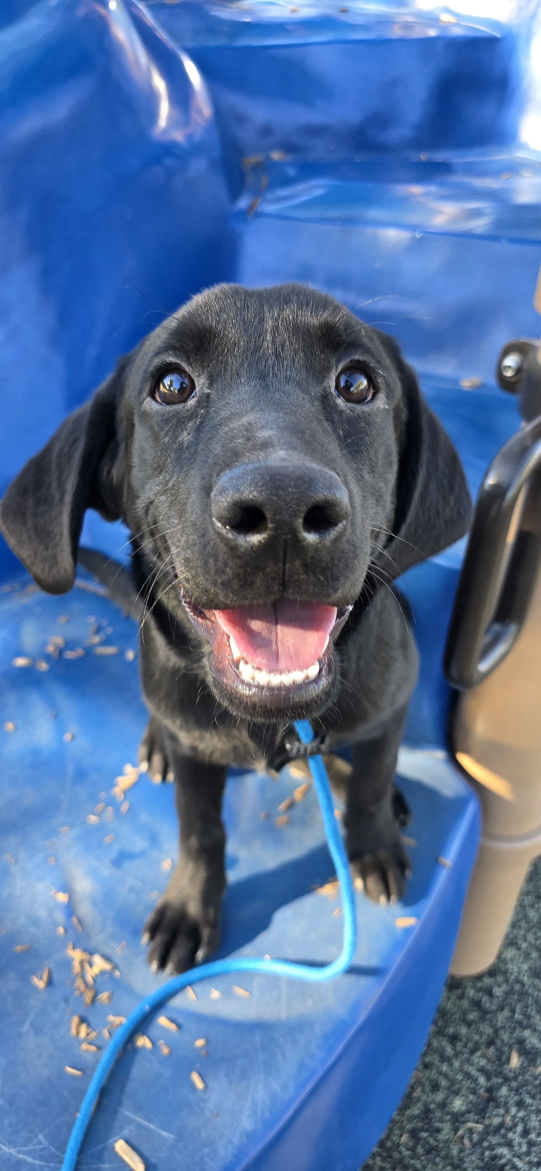 Ace - M Labrador