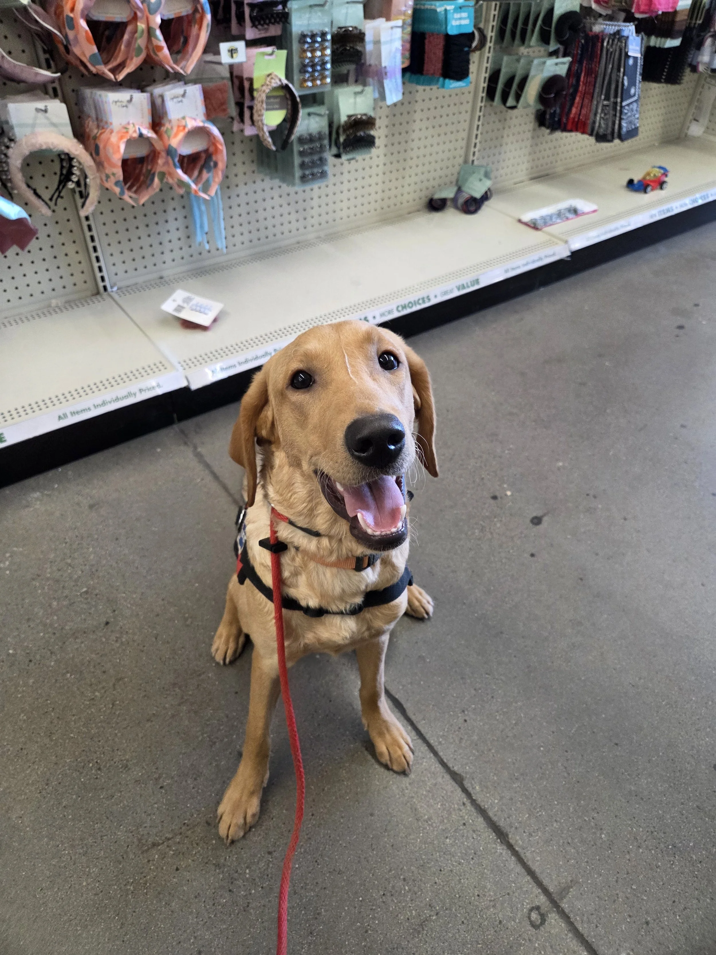 Joe-  Male Labrador