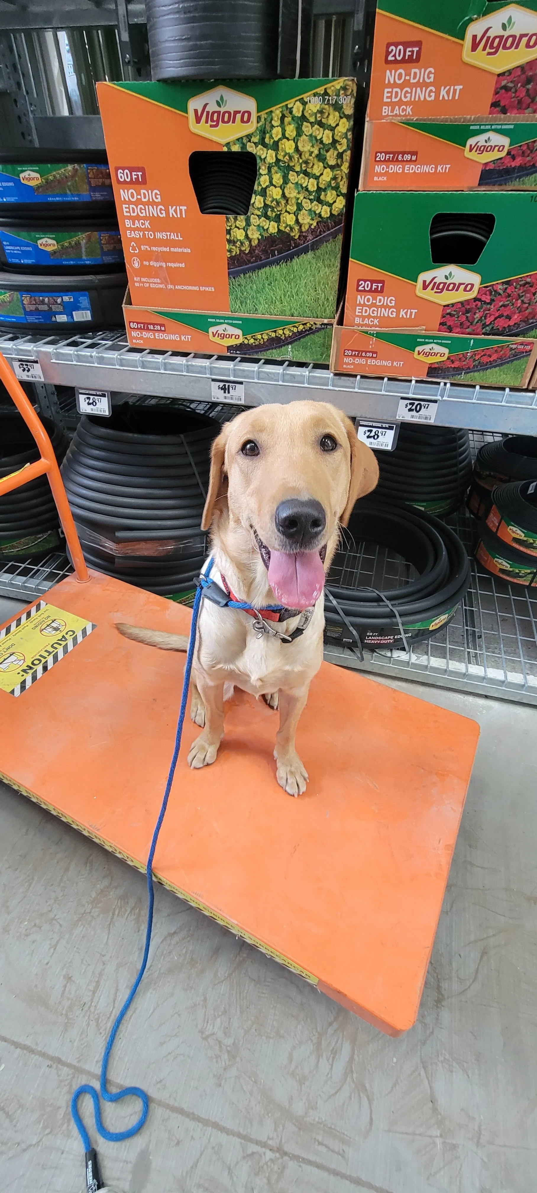Buddy - Male Labrador