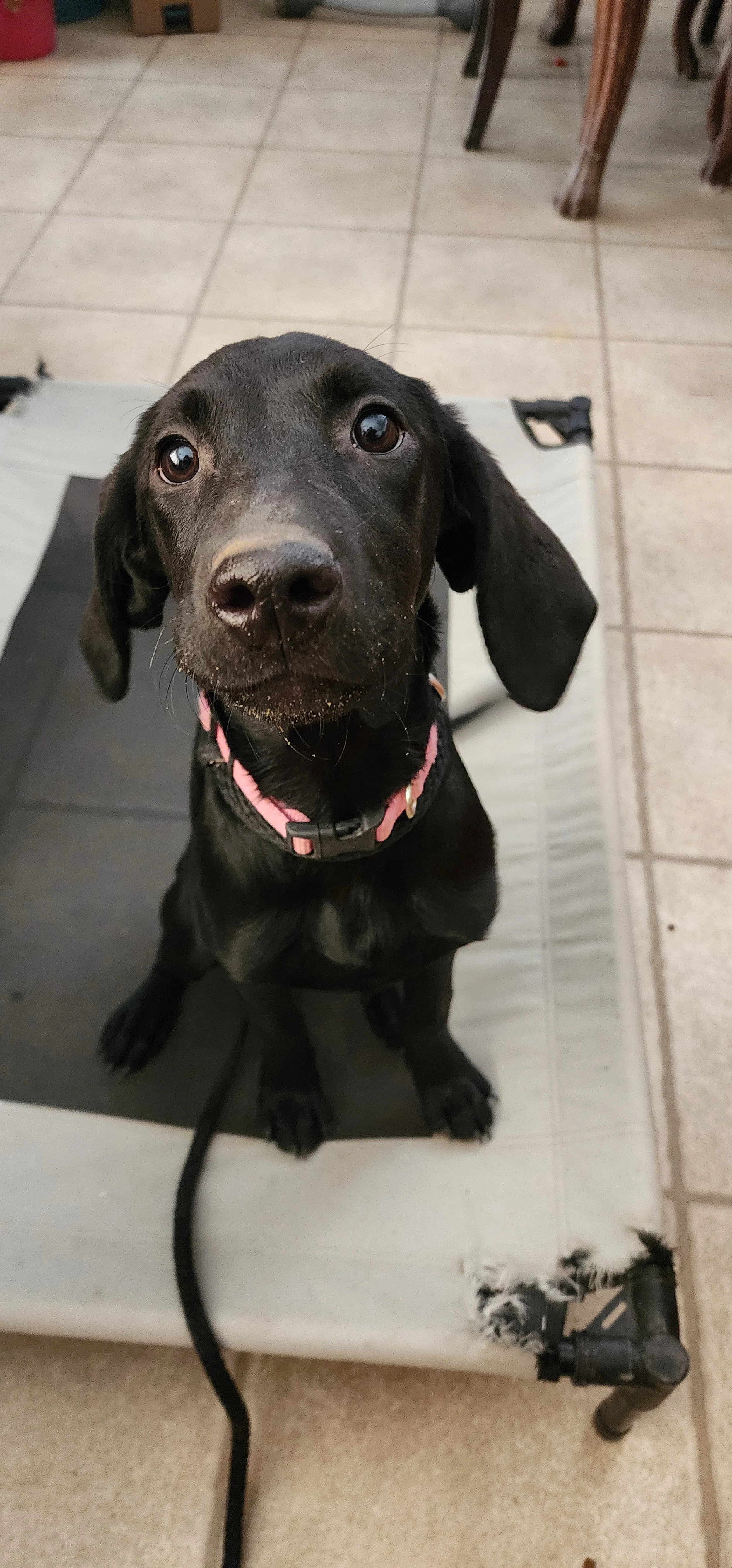 Brook - F Labrador
