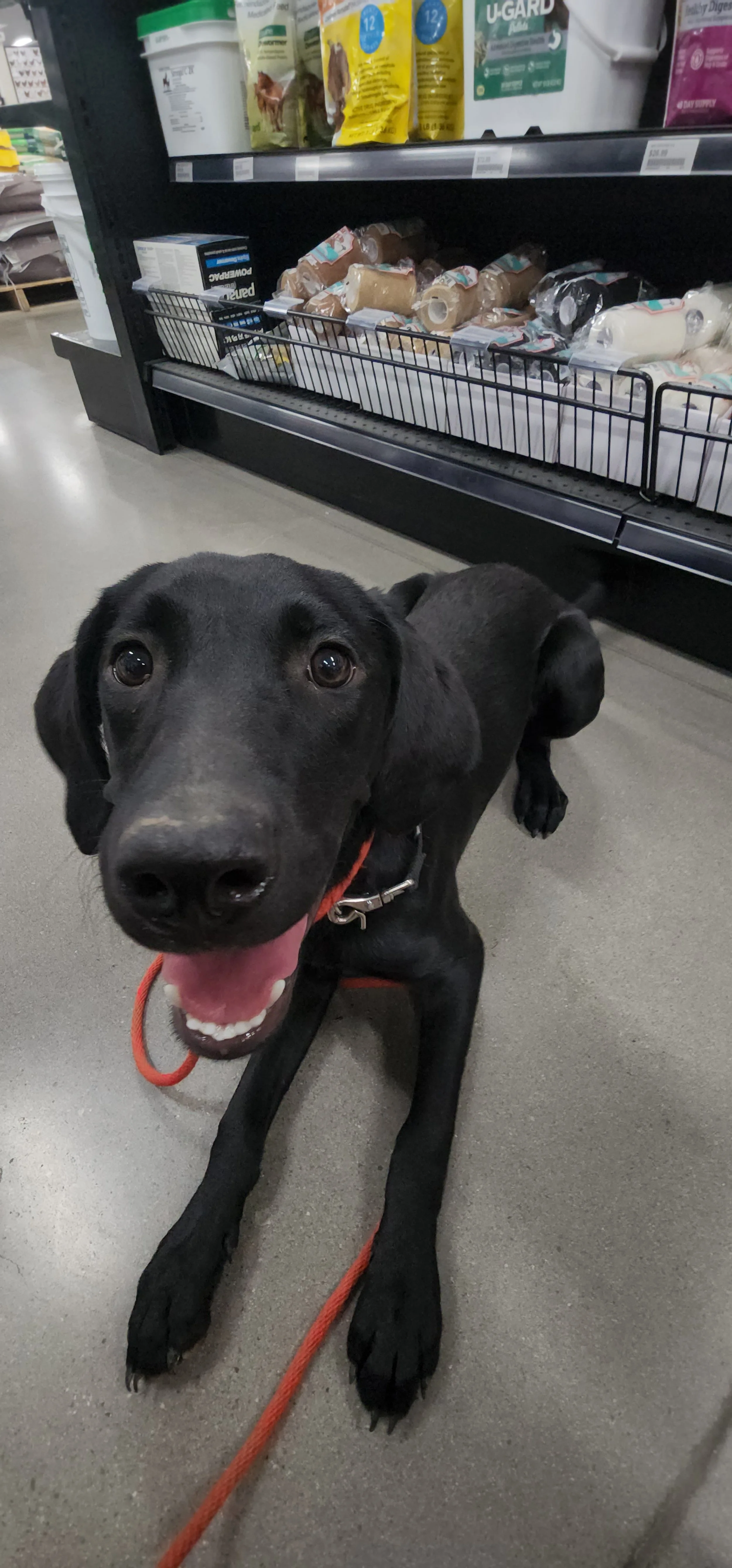 Brook - F Labrador
