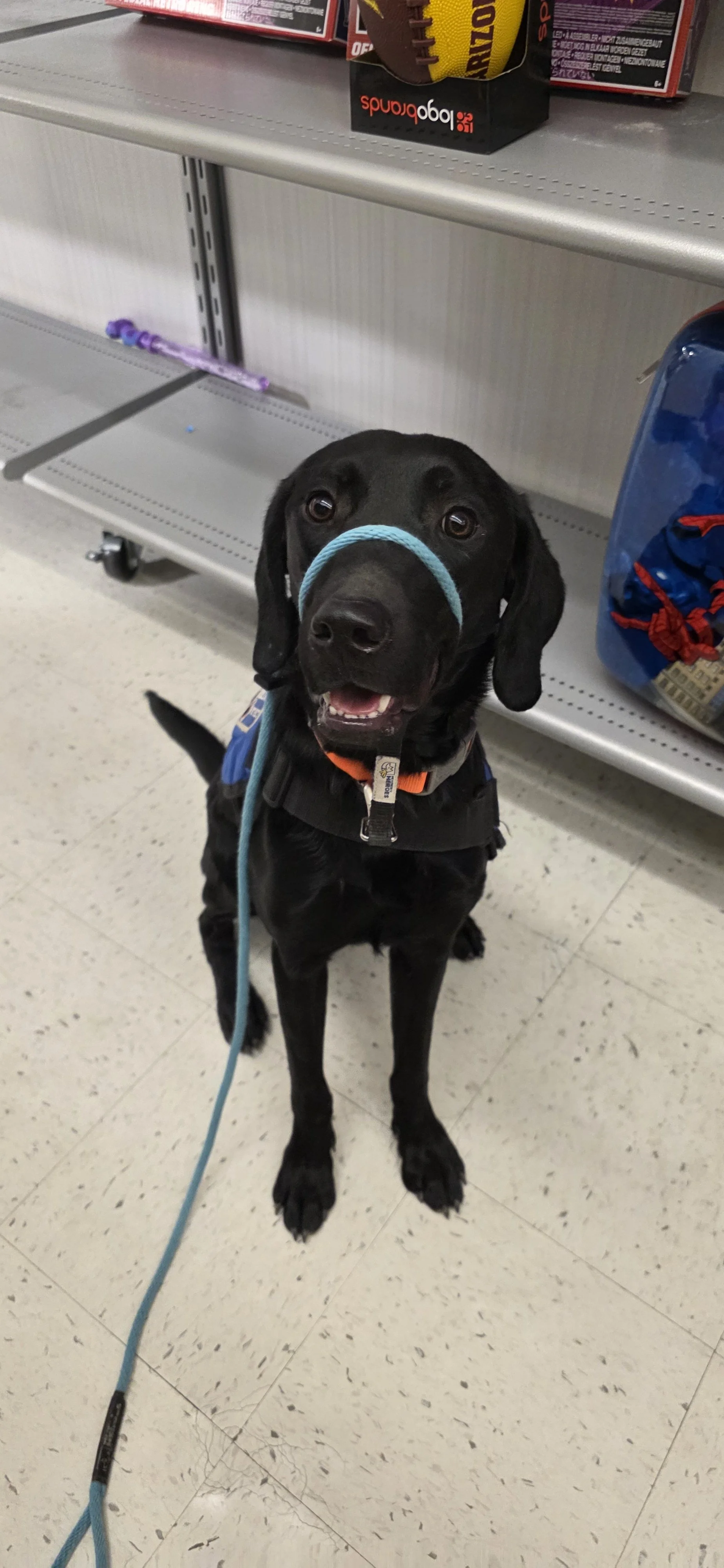 Bronx - M Labrador