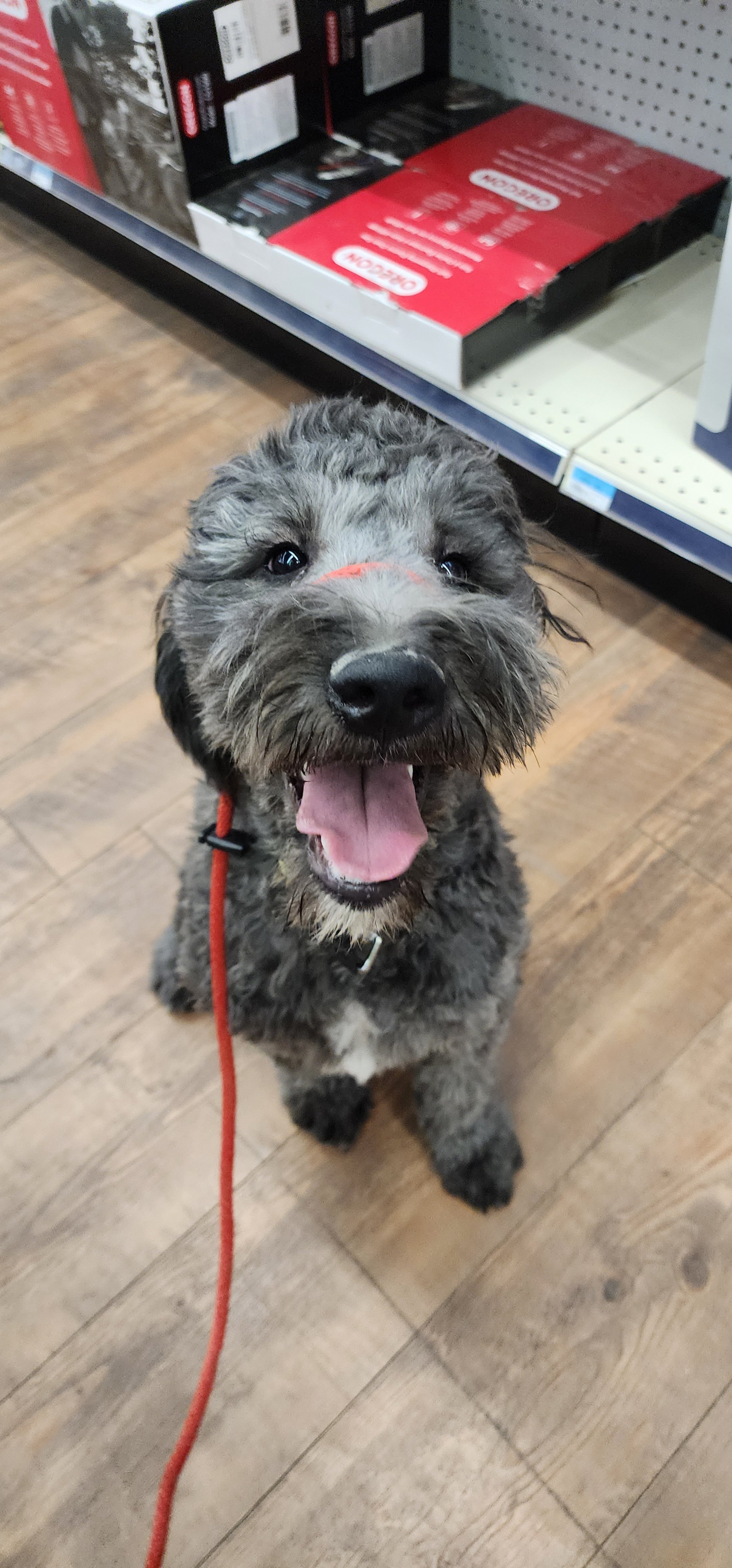 Chedda -F Goldendoodle