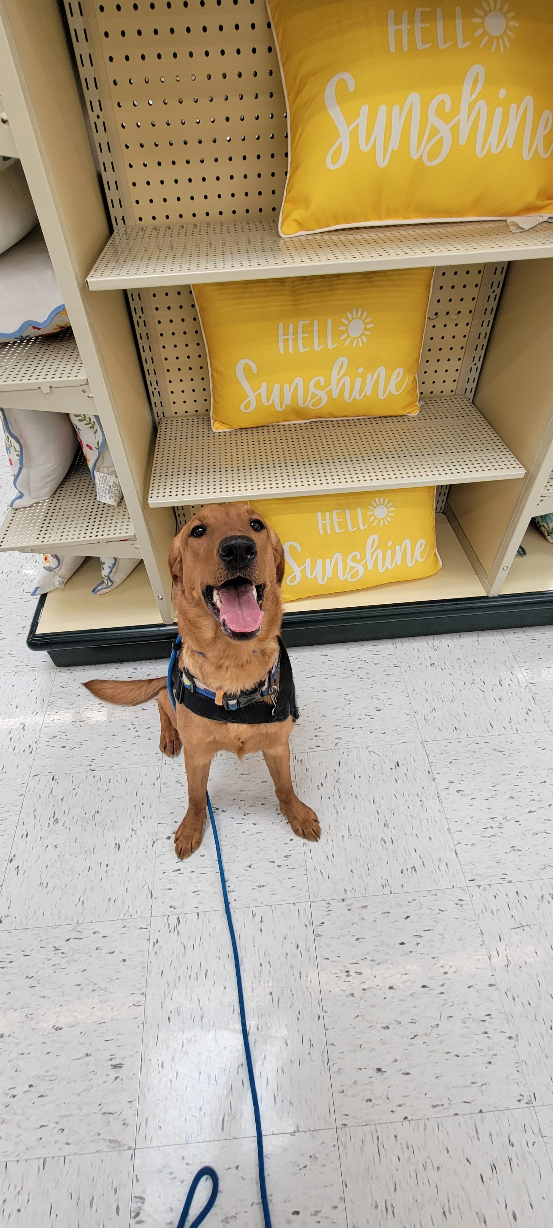 Ray - Male Labrador