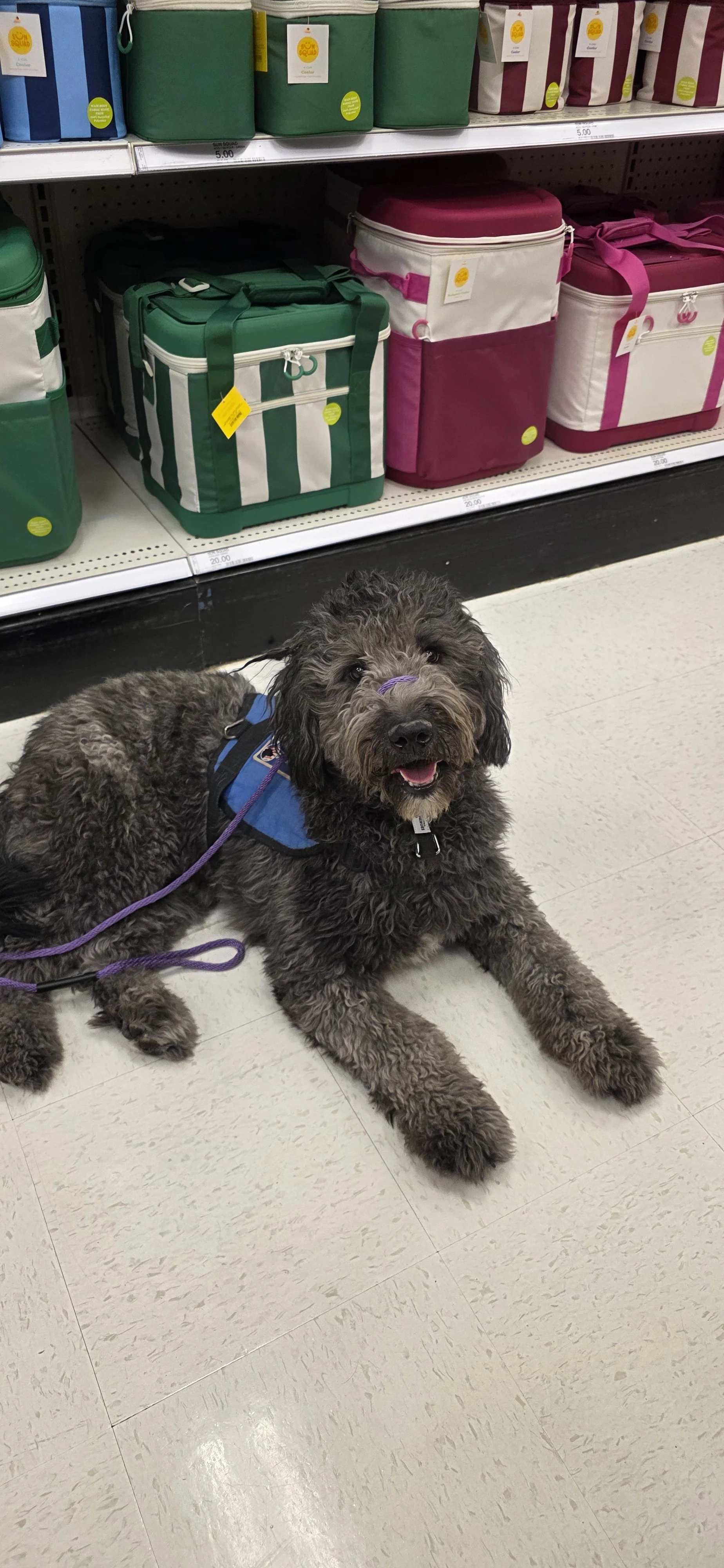 June F Goldendoodle 