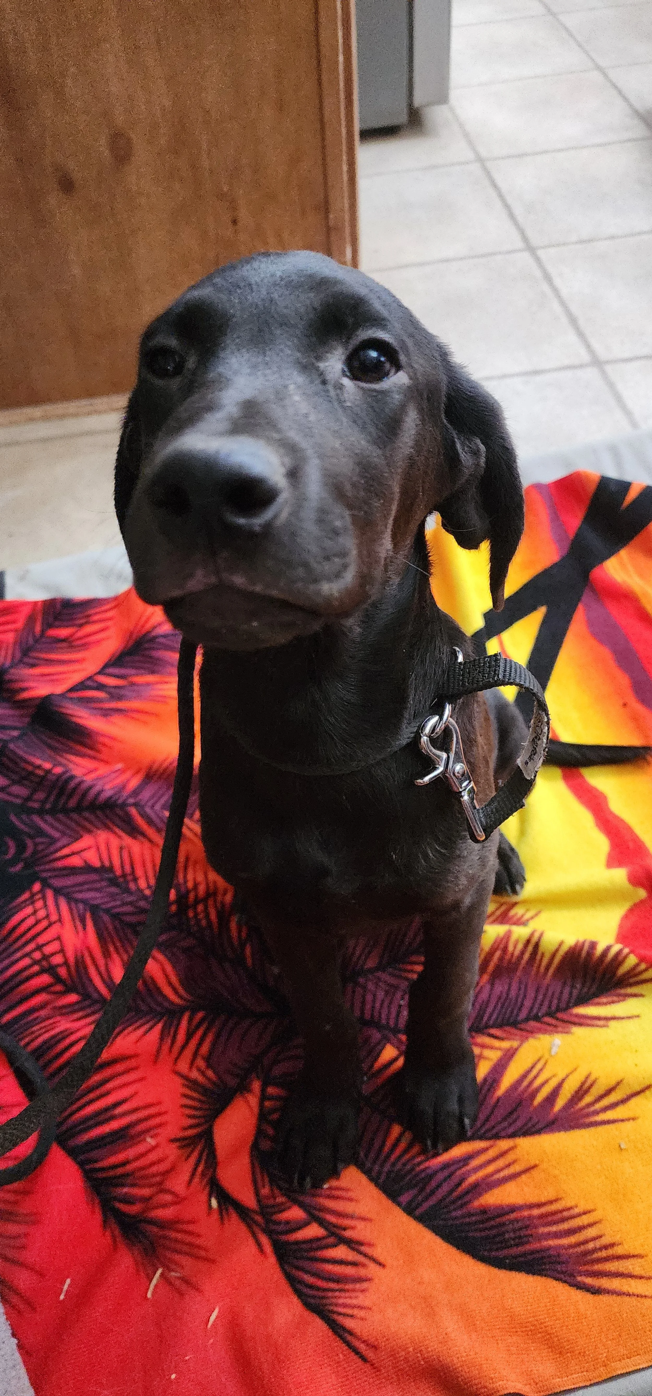 Radar - M Labrador