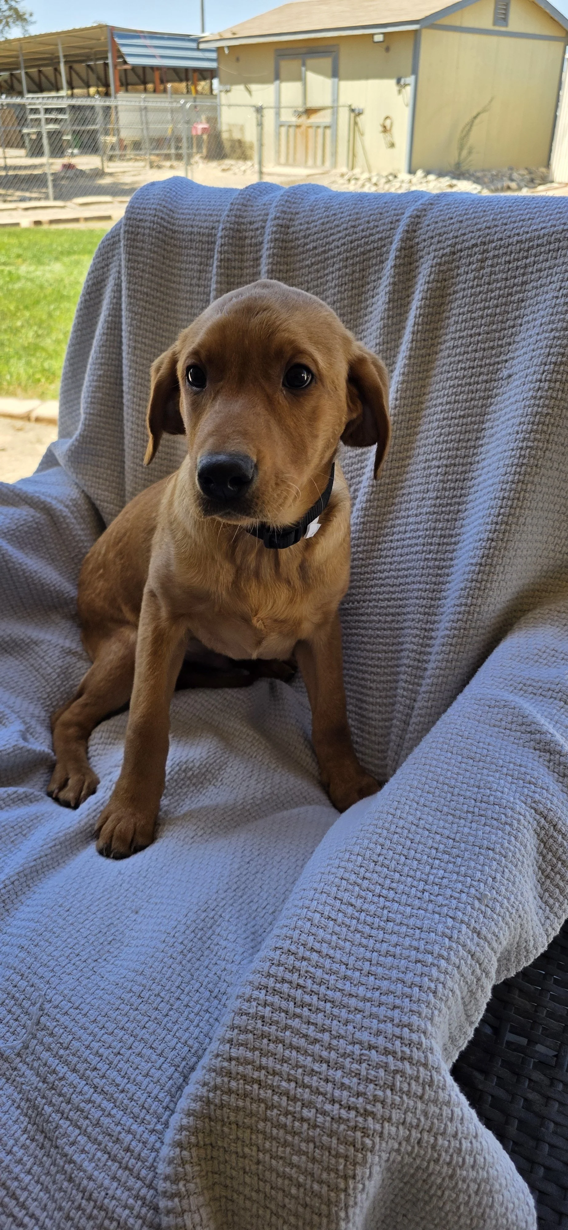 Bolt M Labrador