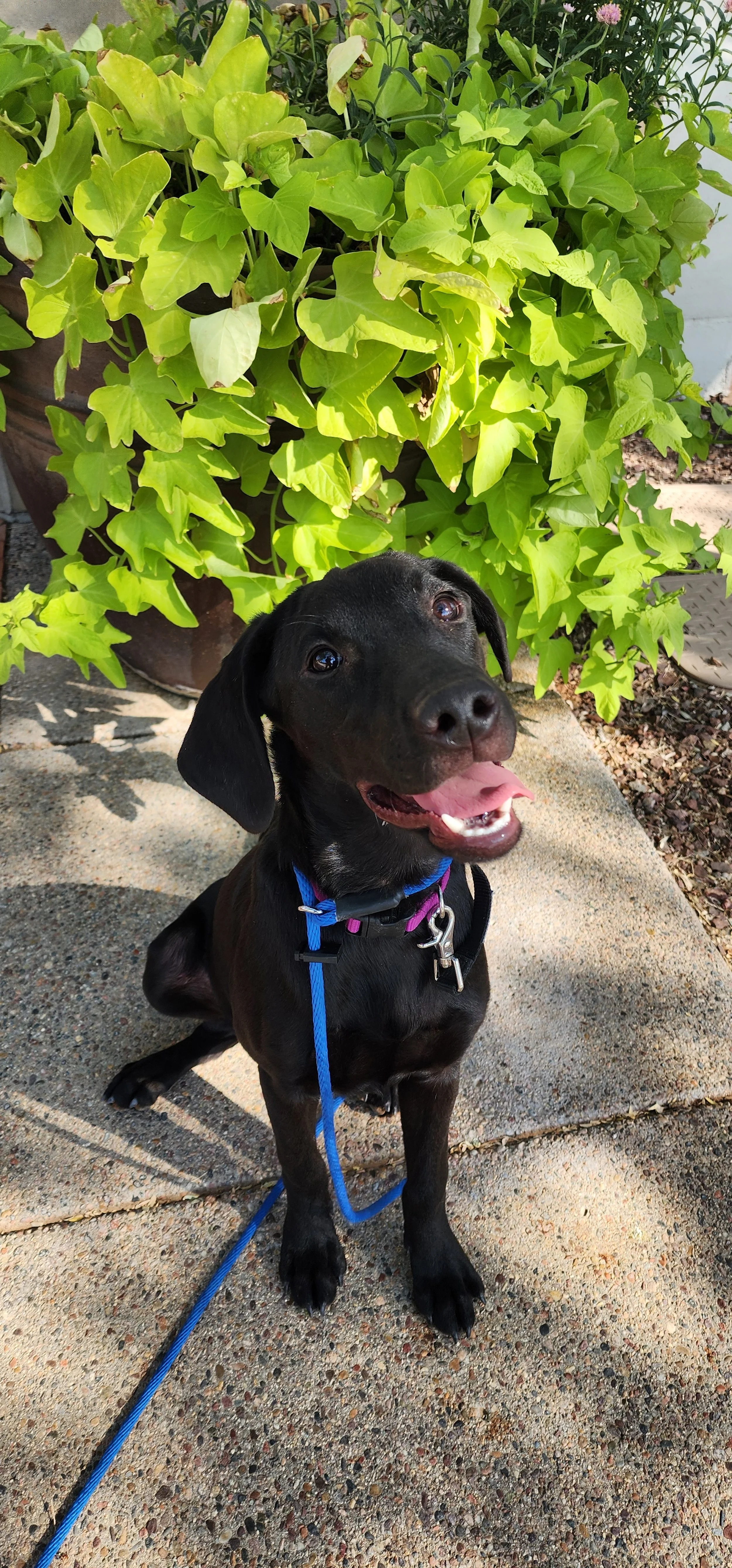 Suzie - Female Labrador