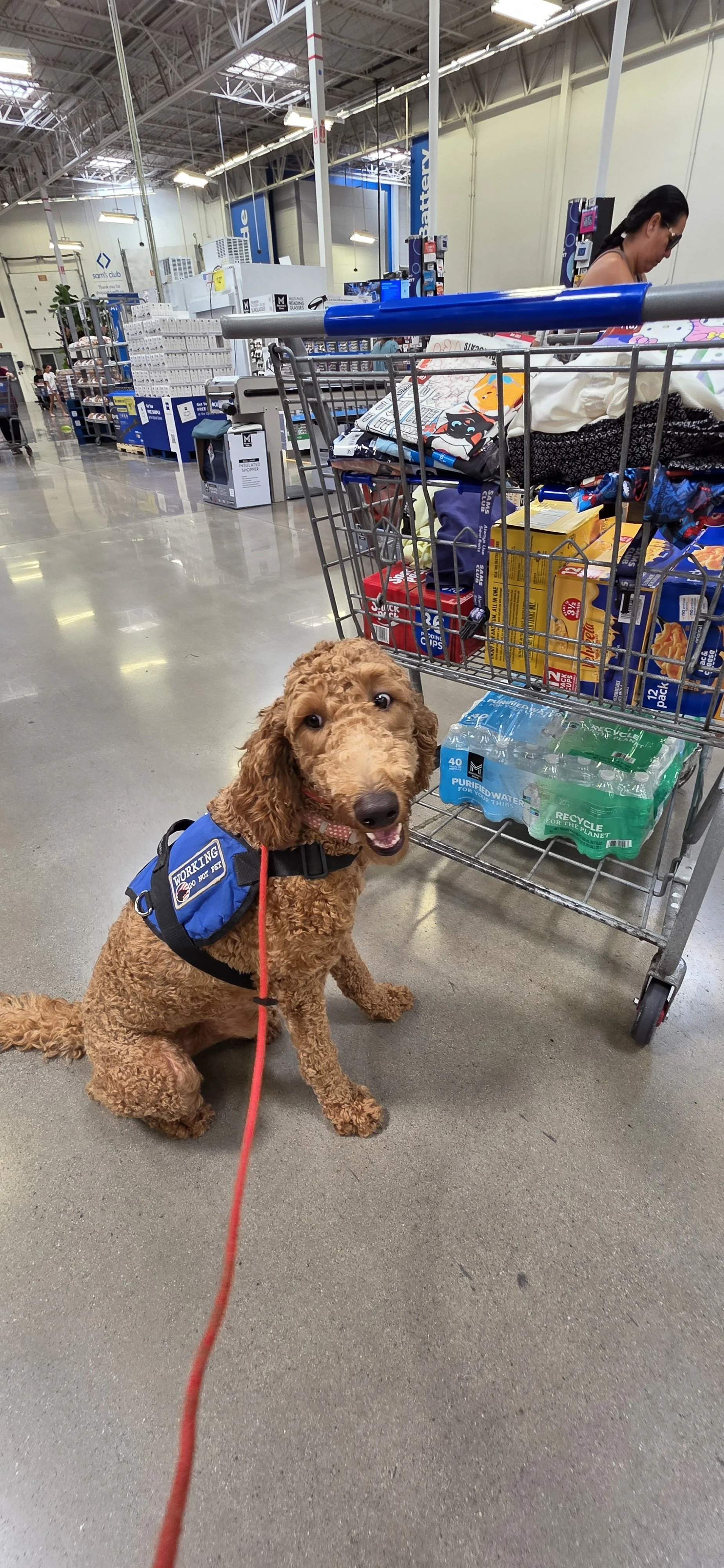 Brandy - F Goldendoodle