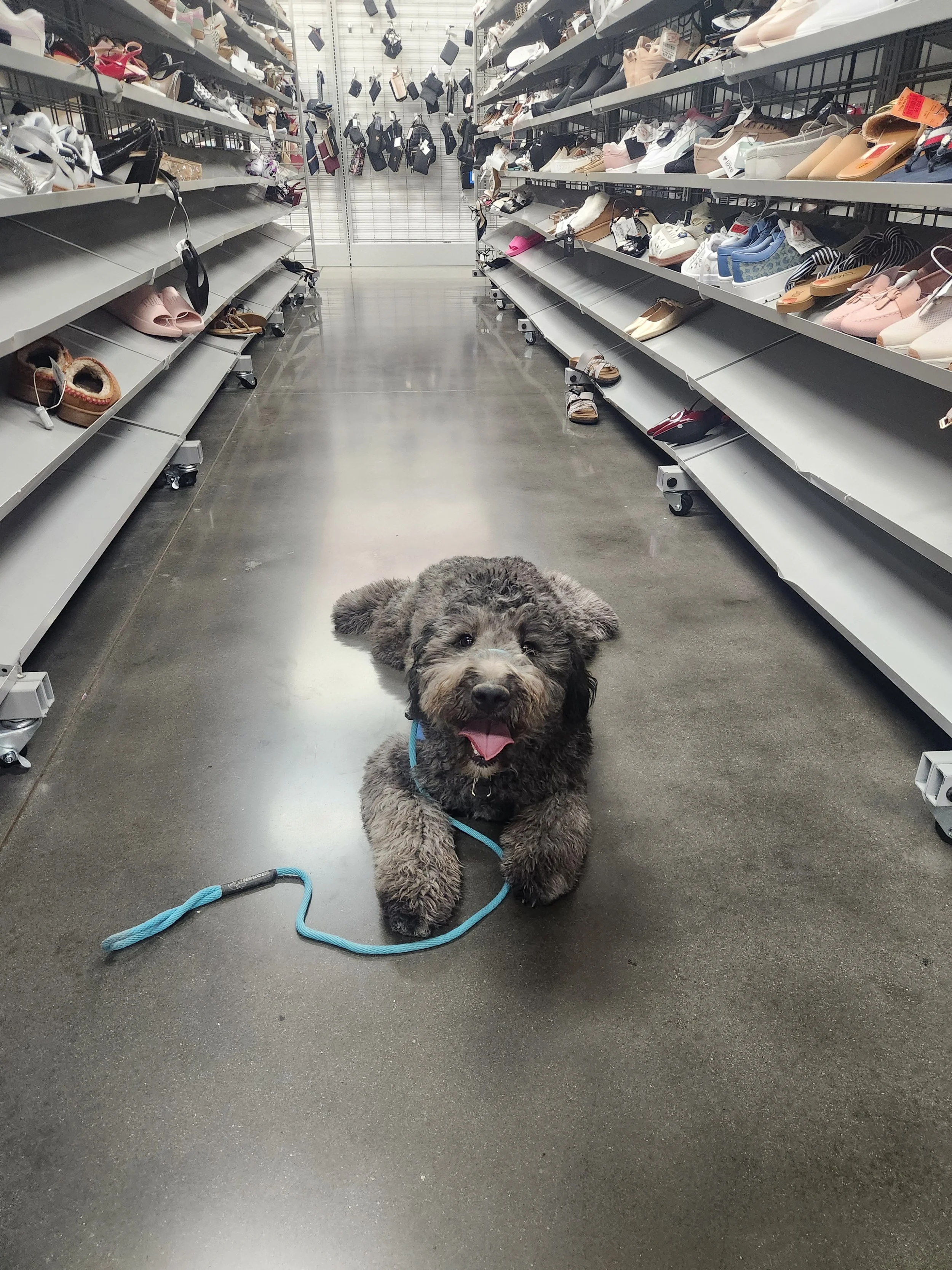 June F Goldendoodle 