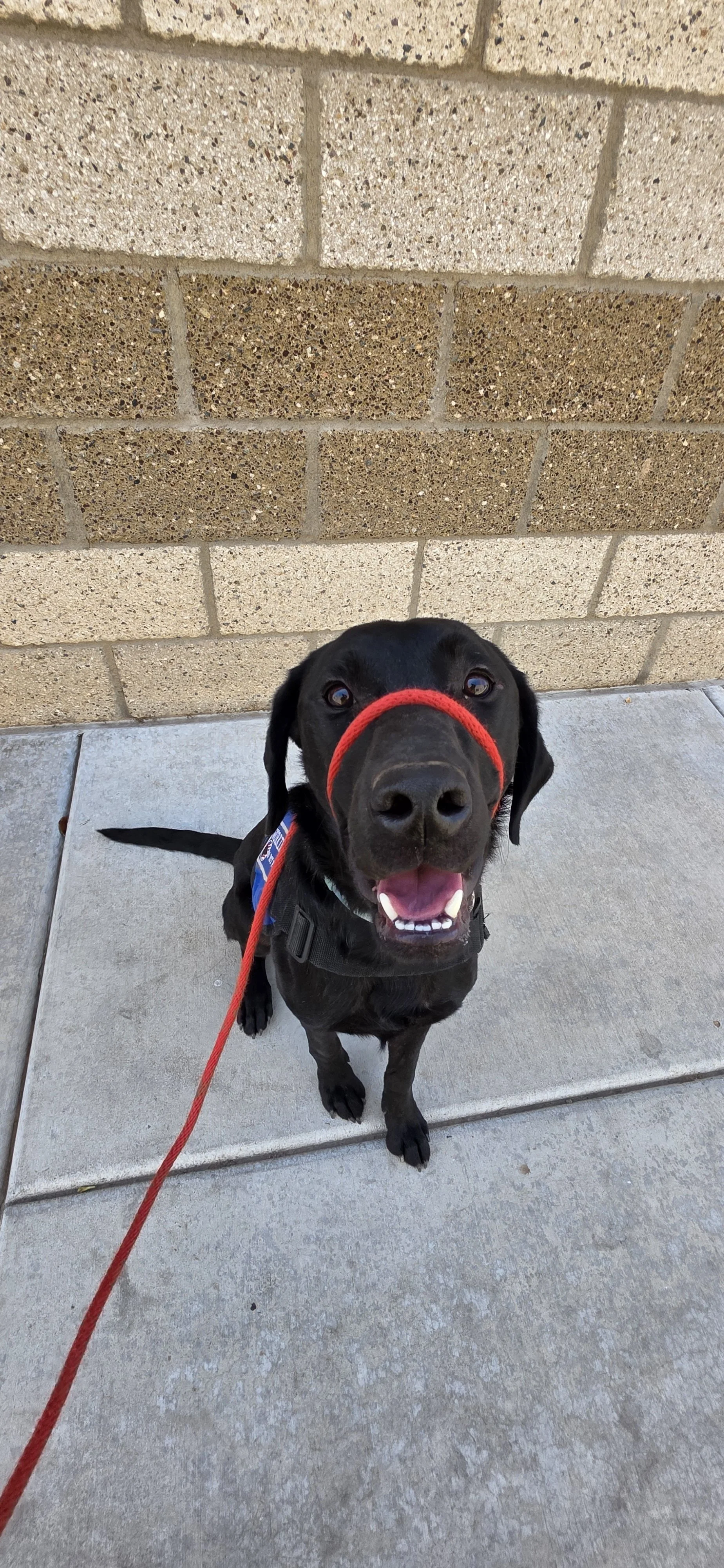 Ozzie - M Labrador