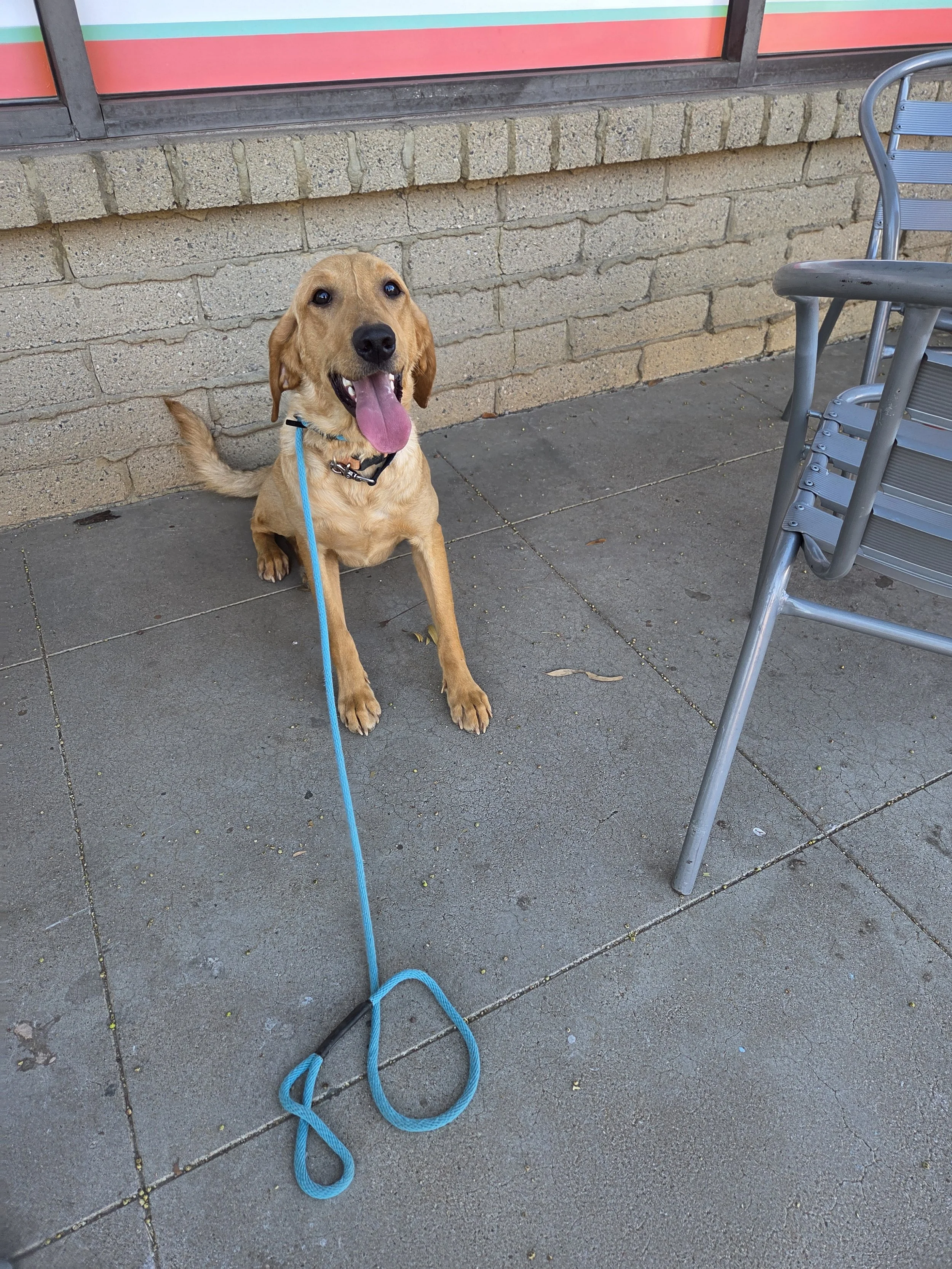 Joe-  Male Labrador