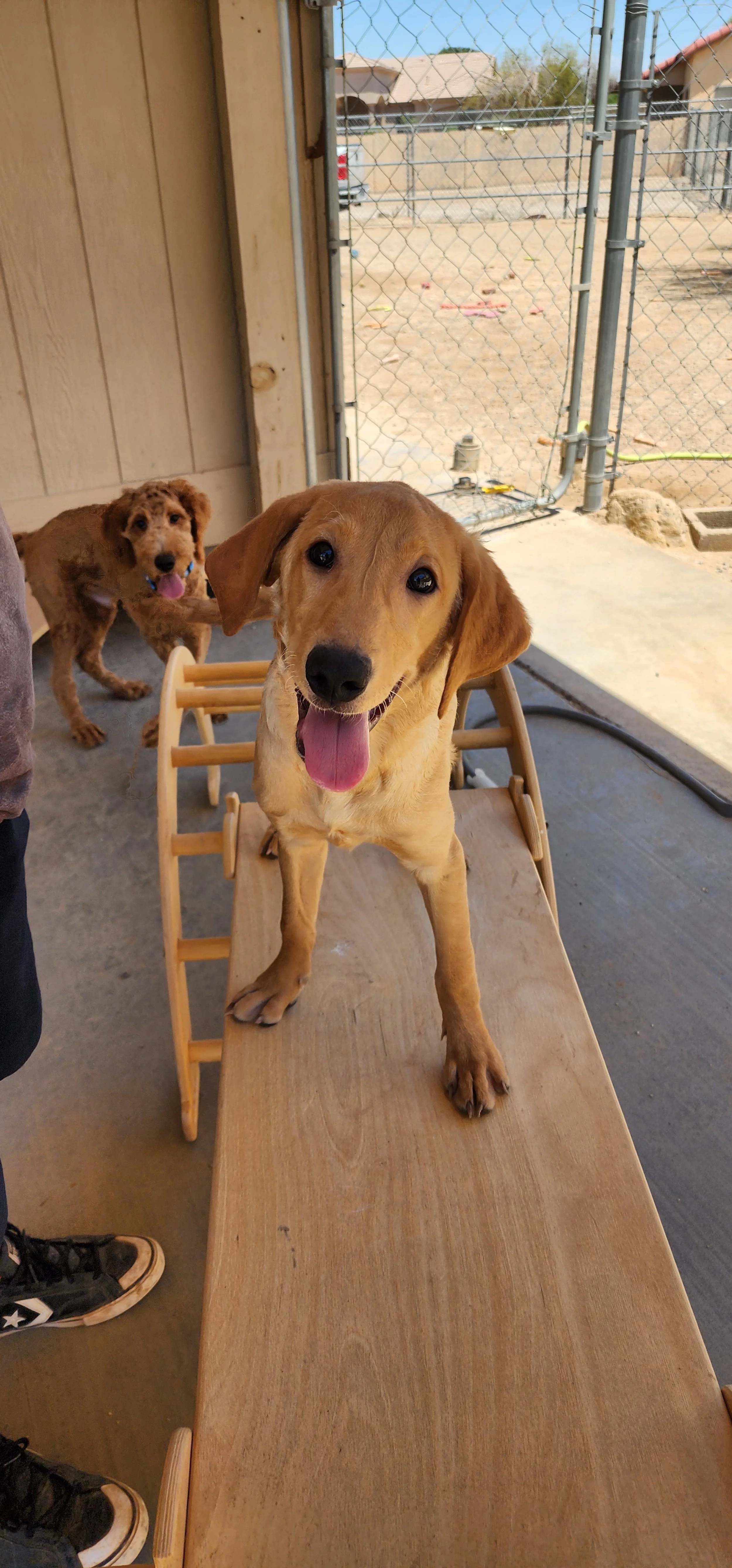 Joe- Male Labrador