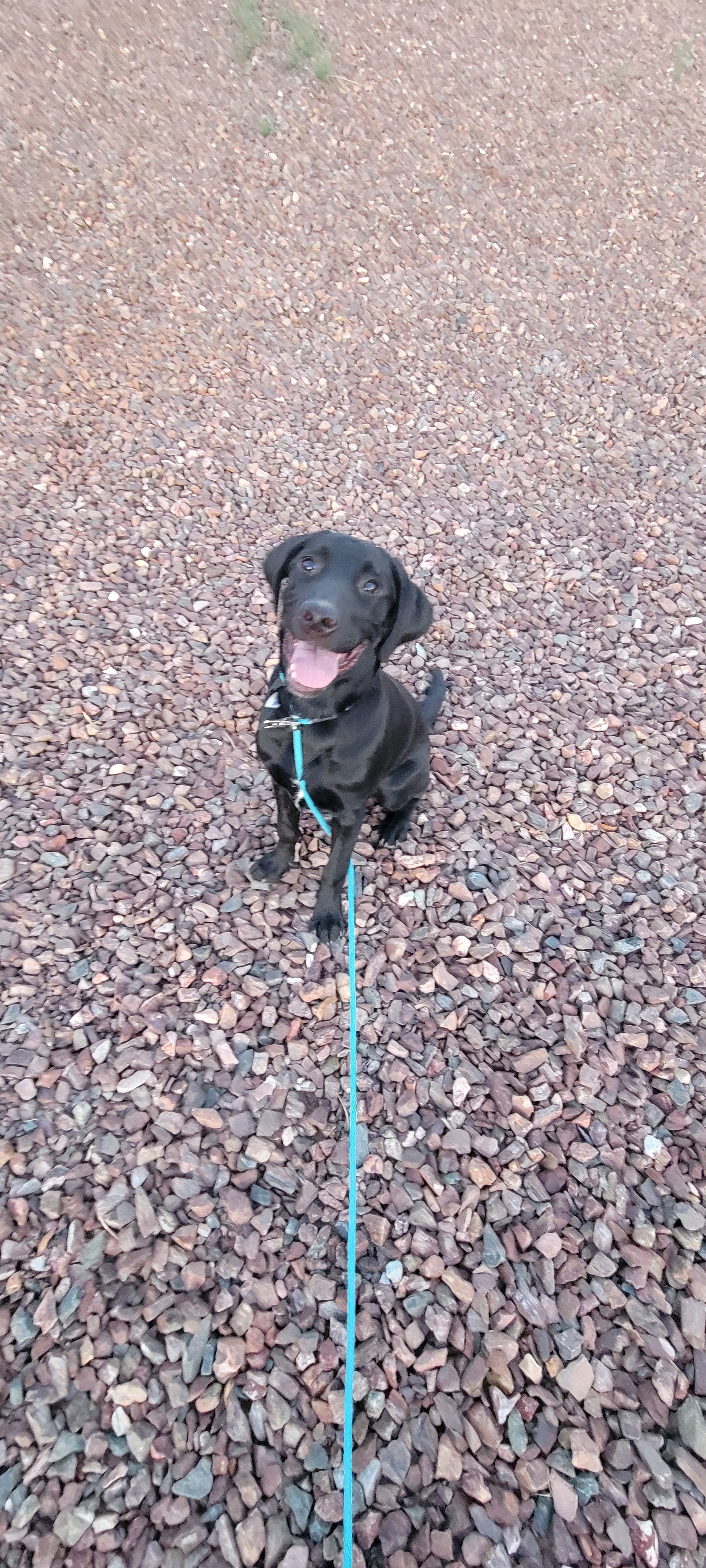 Austin - M Labrador
