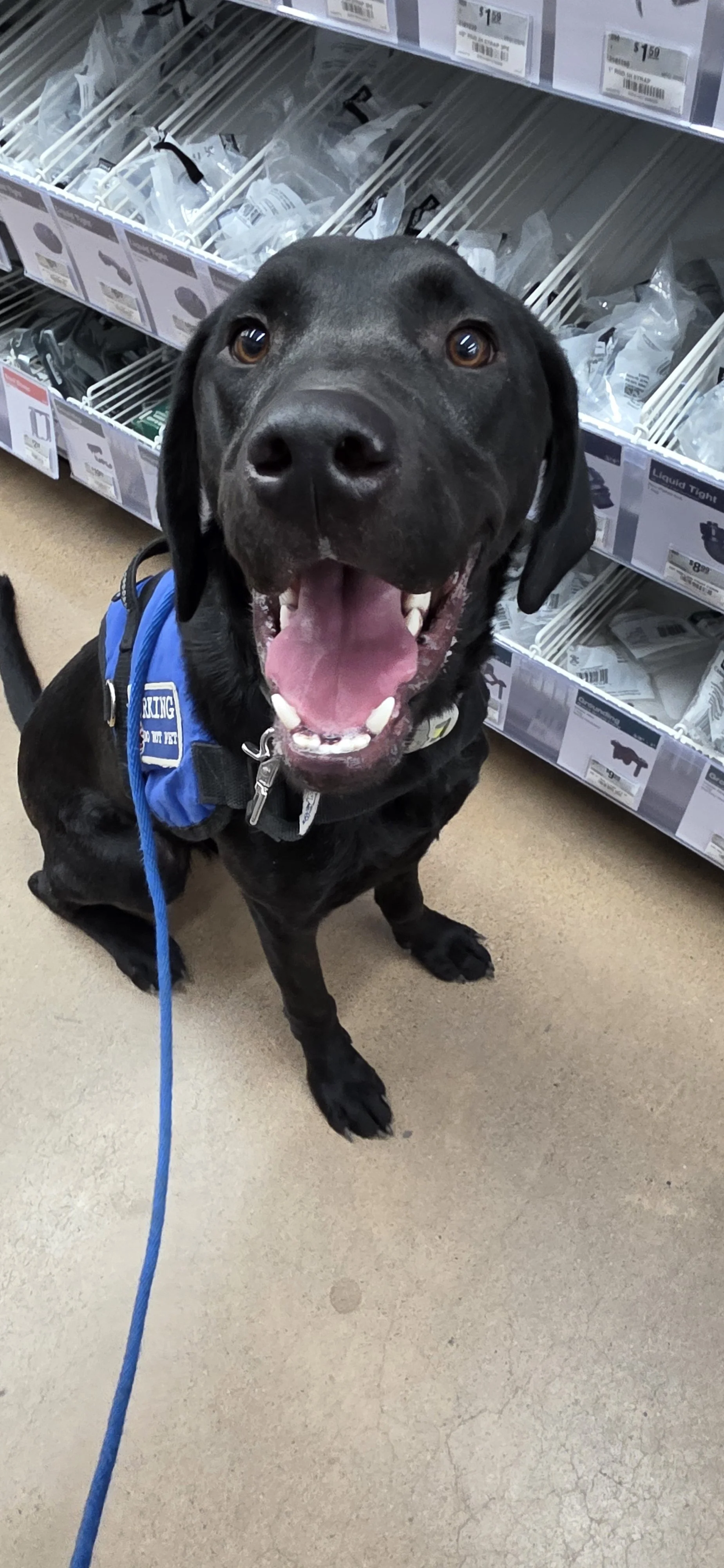 Radar - M Labrador