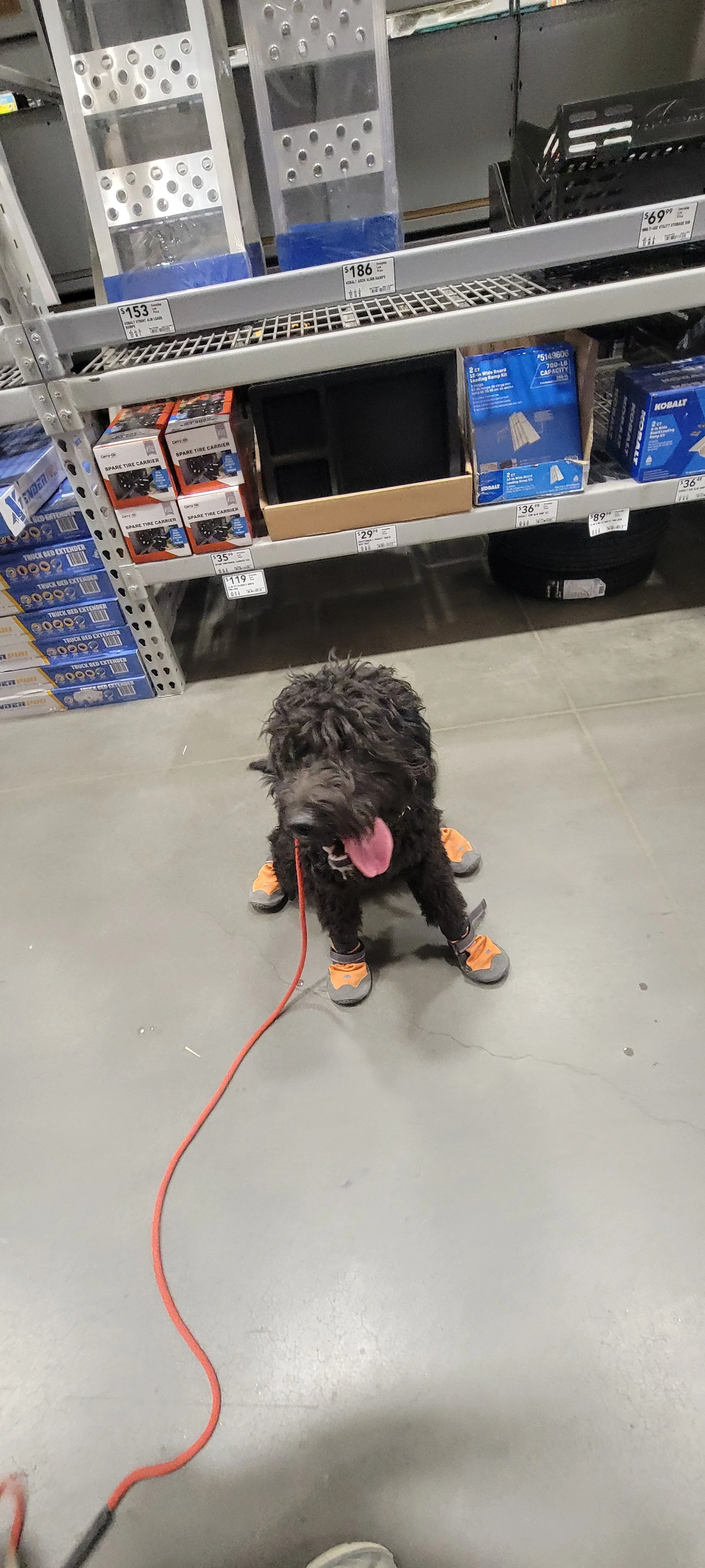 April - Female Goldendoodle