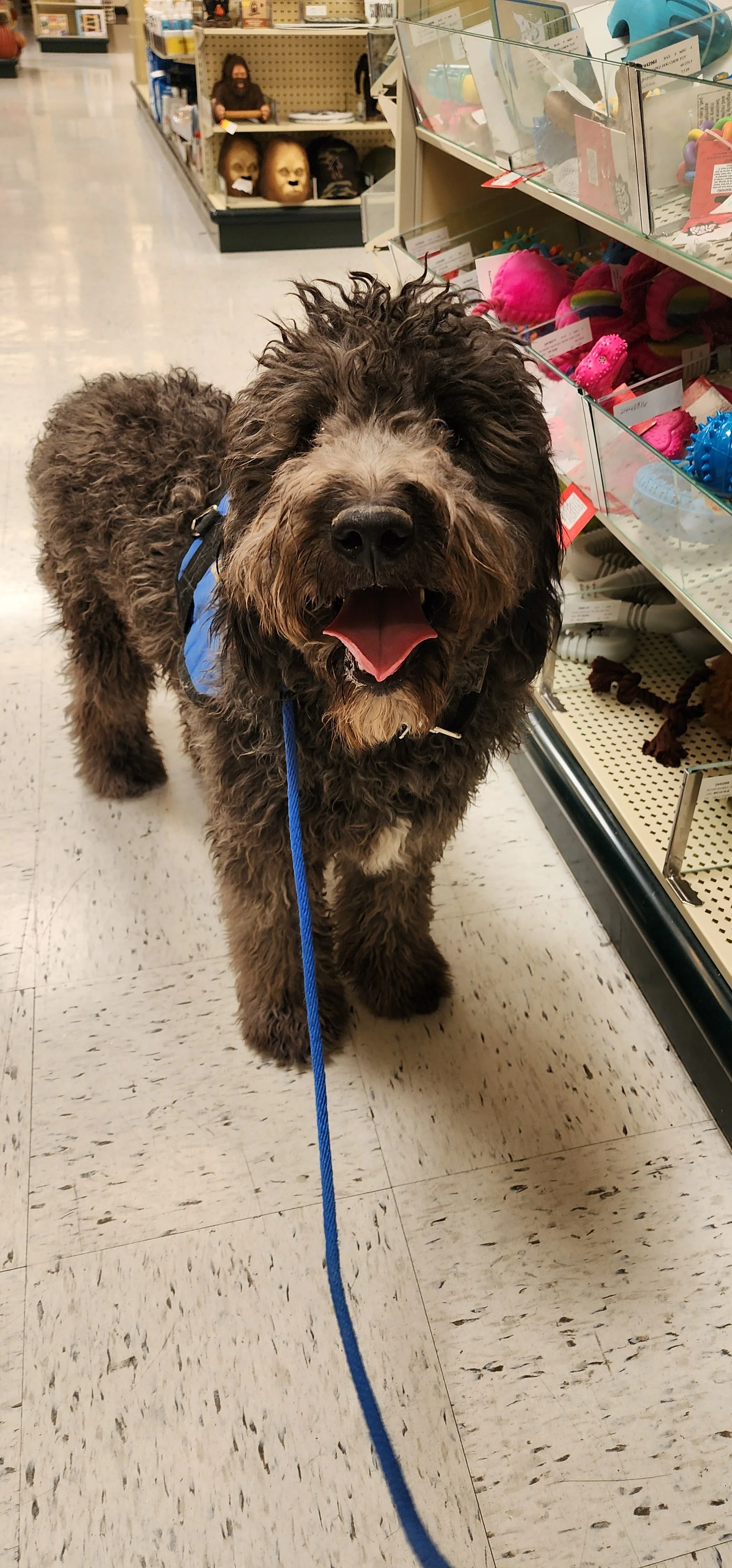 June F Goldendoodle 
