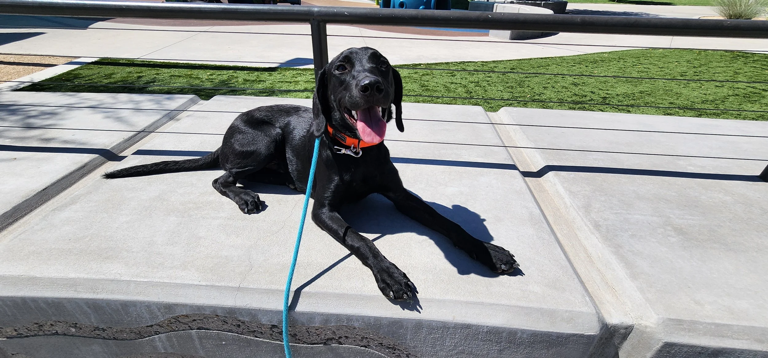 Bronx - M Labrador