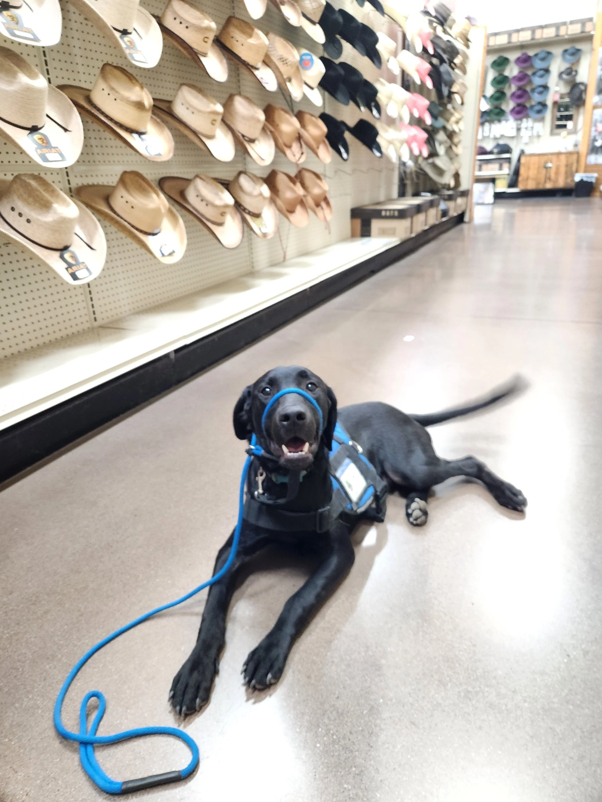 Ozzie - M Labrador