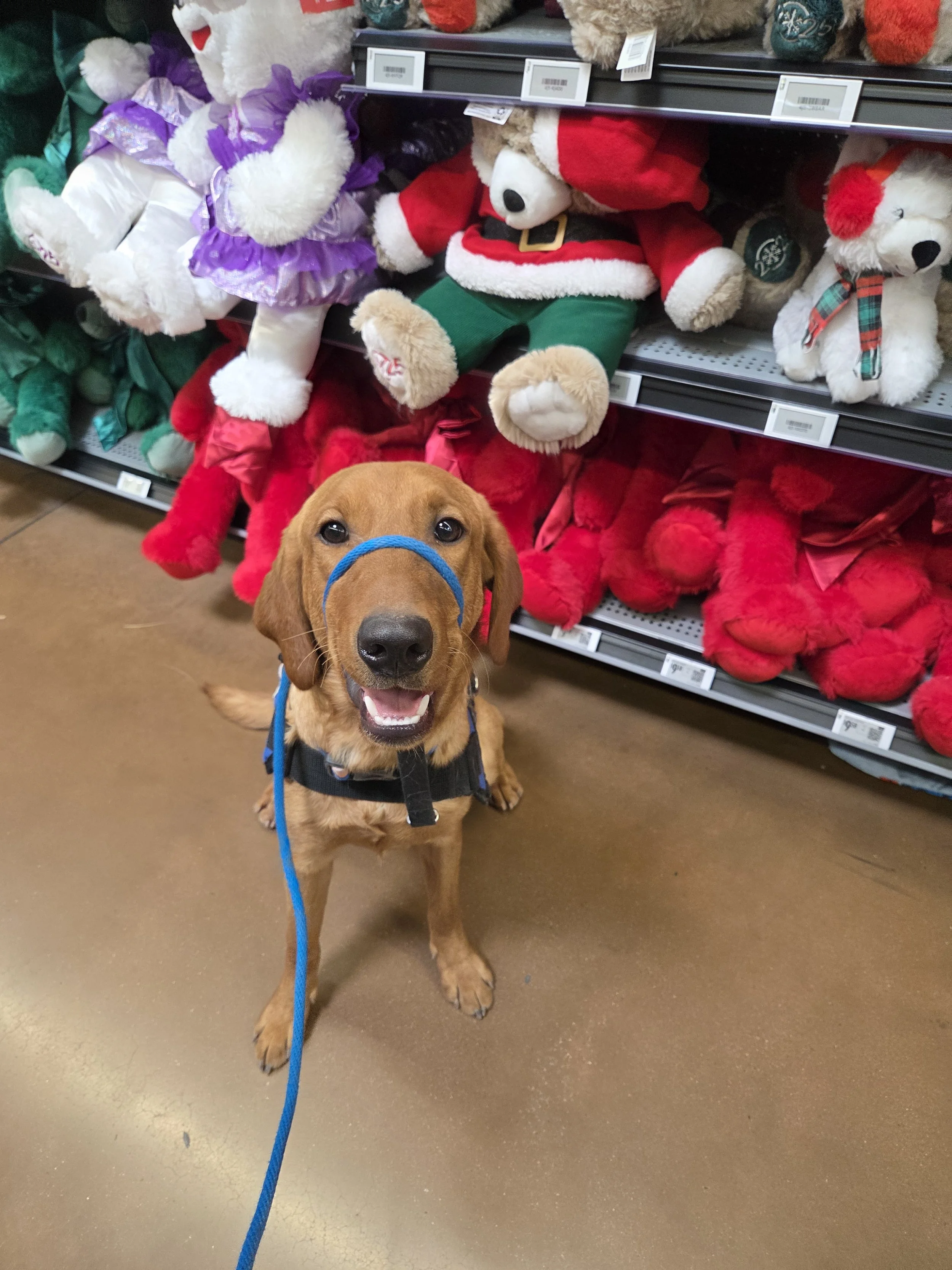 Ray - Male Labrador
