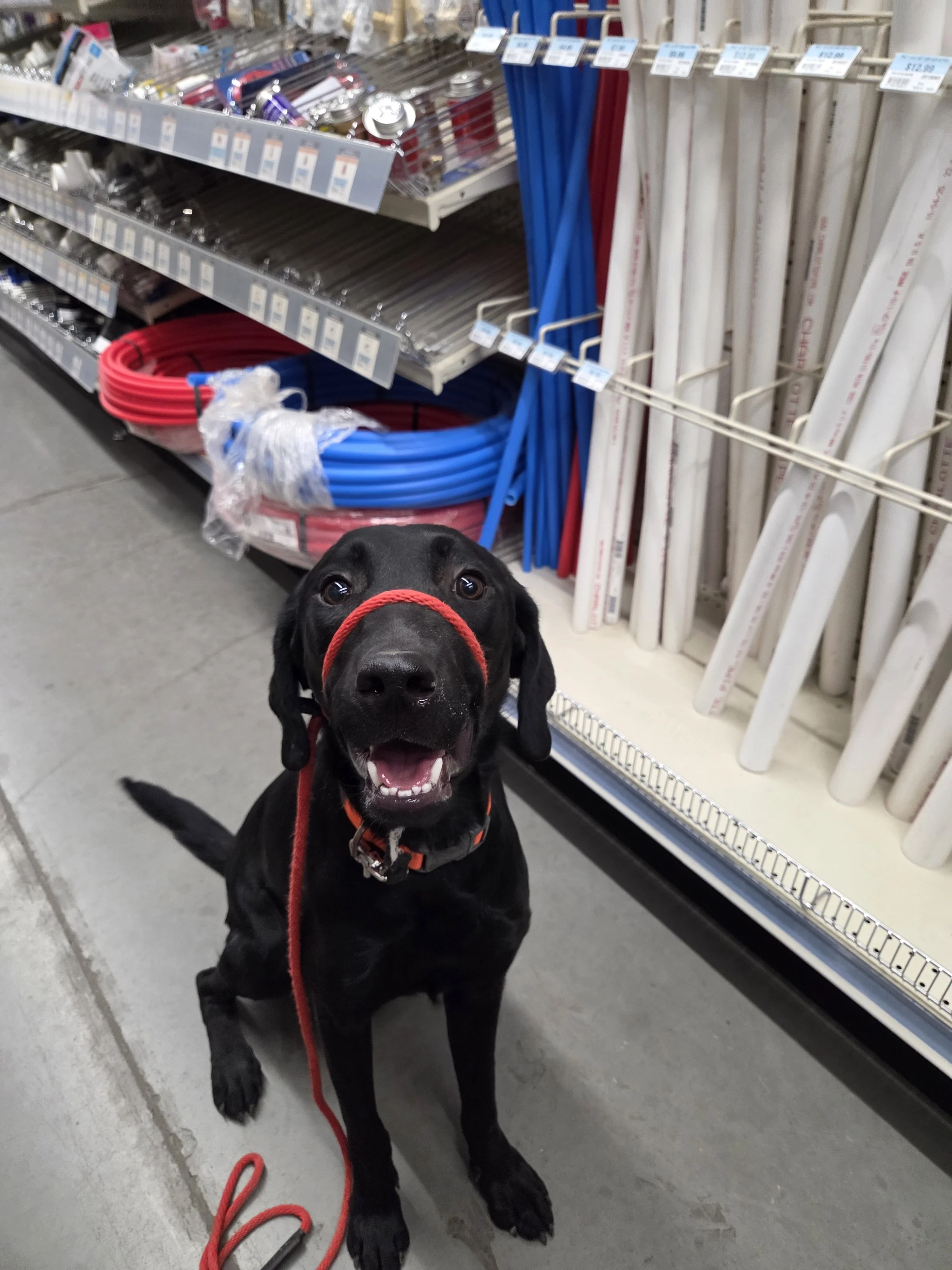 Bronx - M Labrador