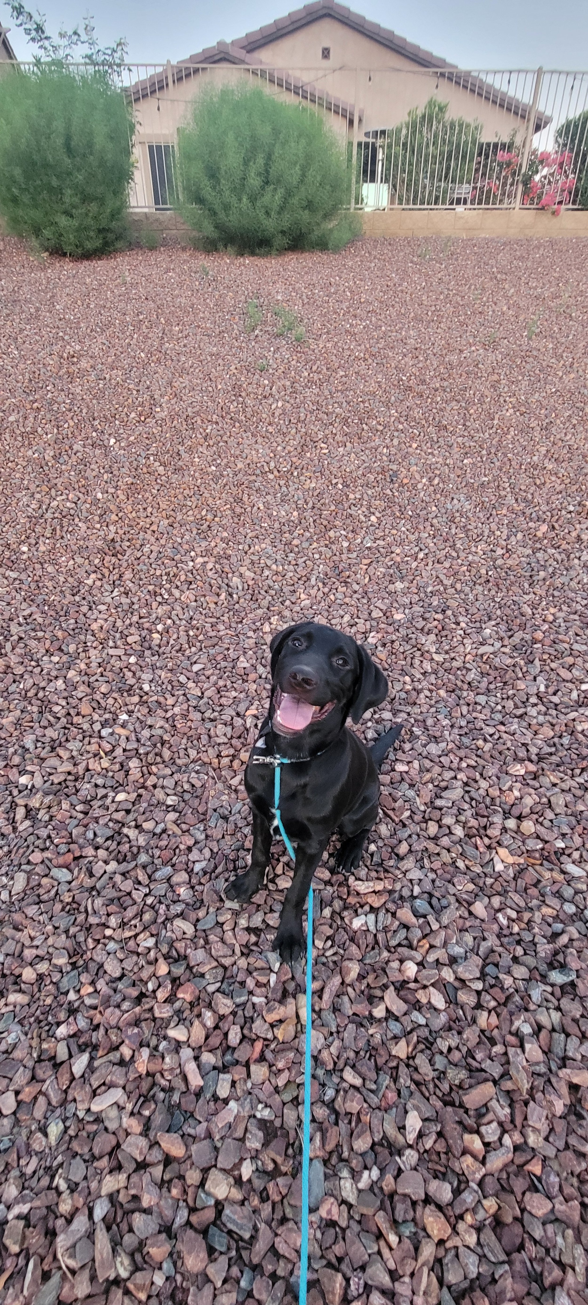 Austin - M Labrador