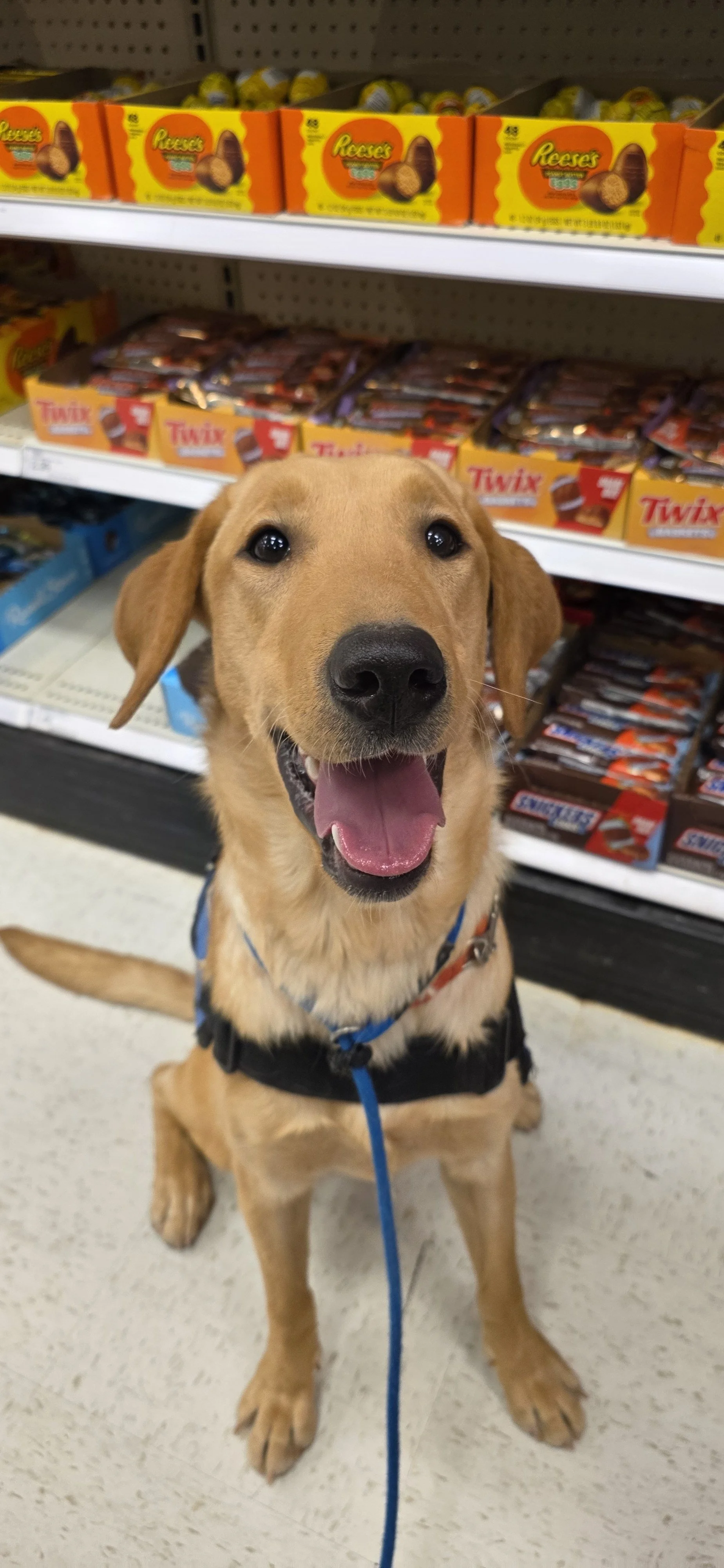 Buddy - Male Labrador