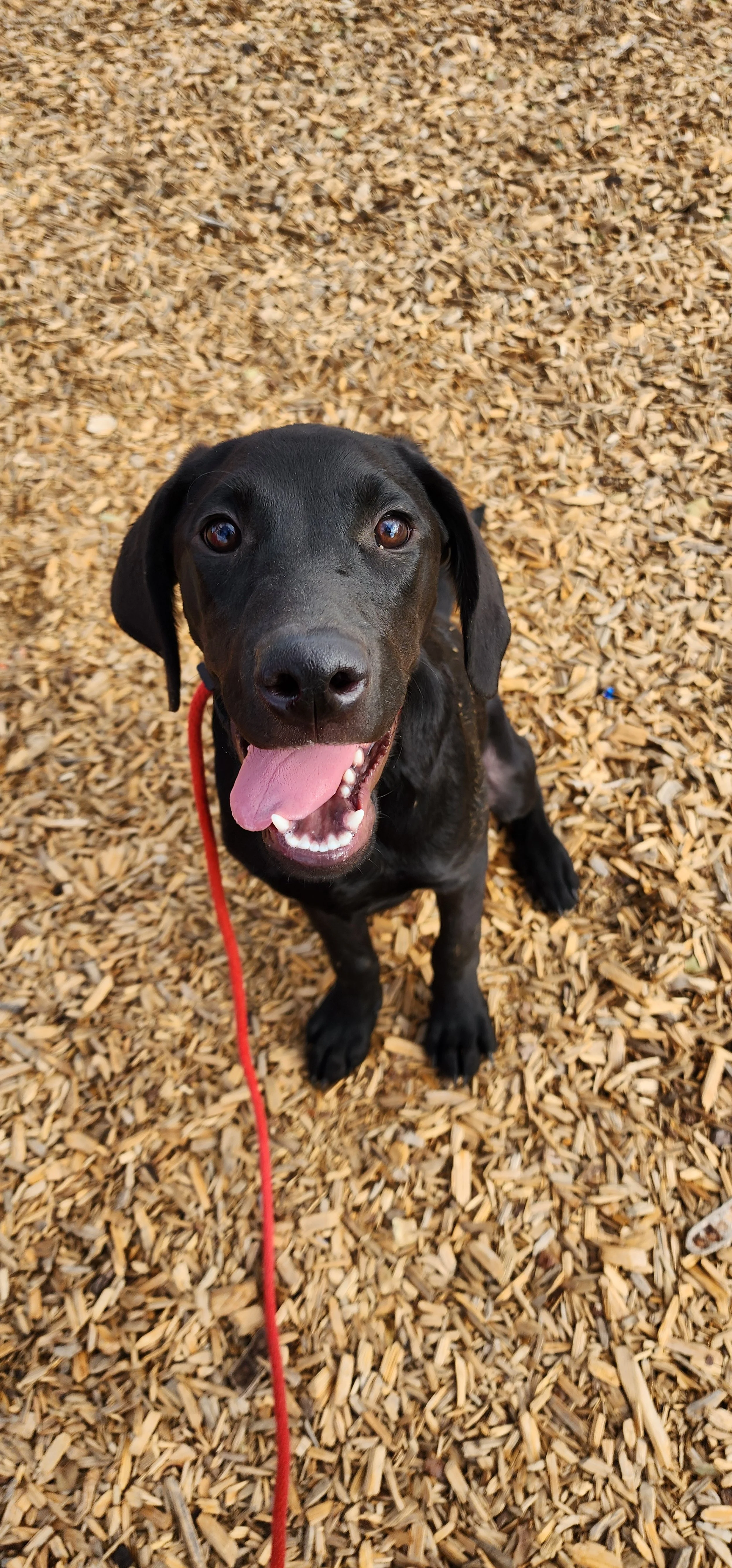 Radar - M Labrador