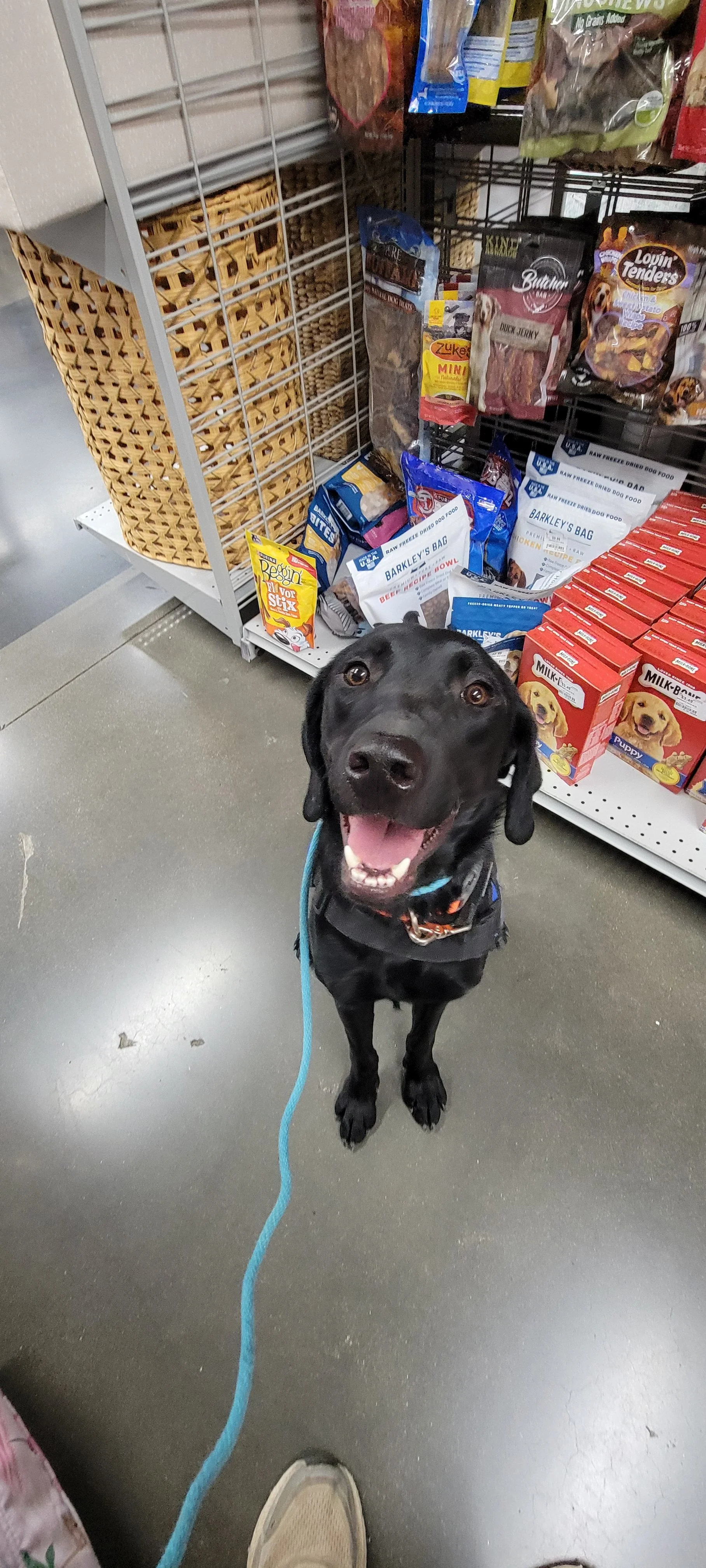 Bronx - M Labrador