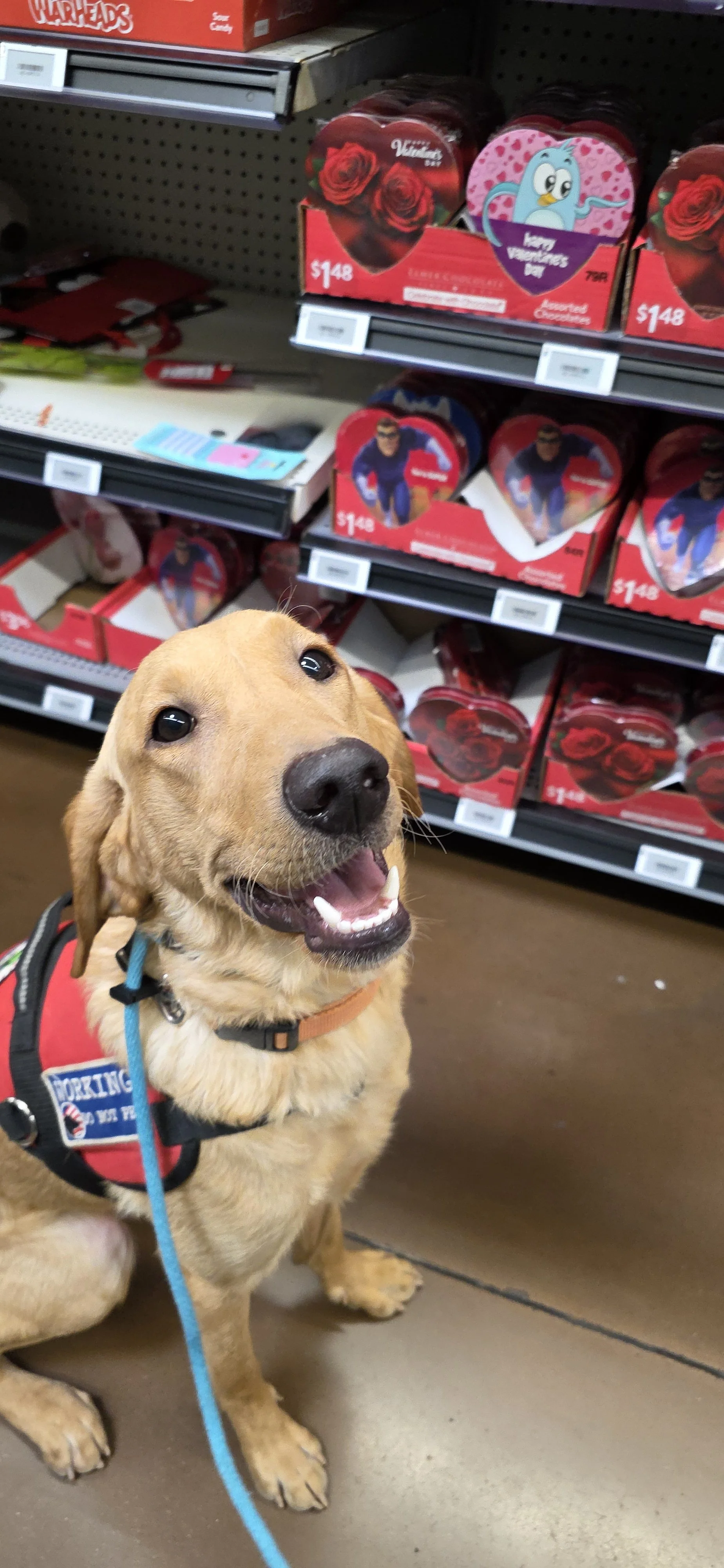 Joe-  Male Labrador