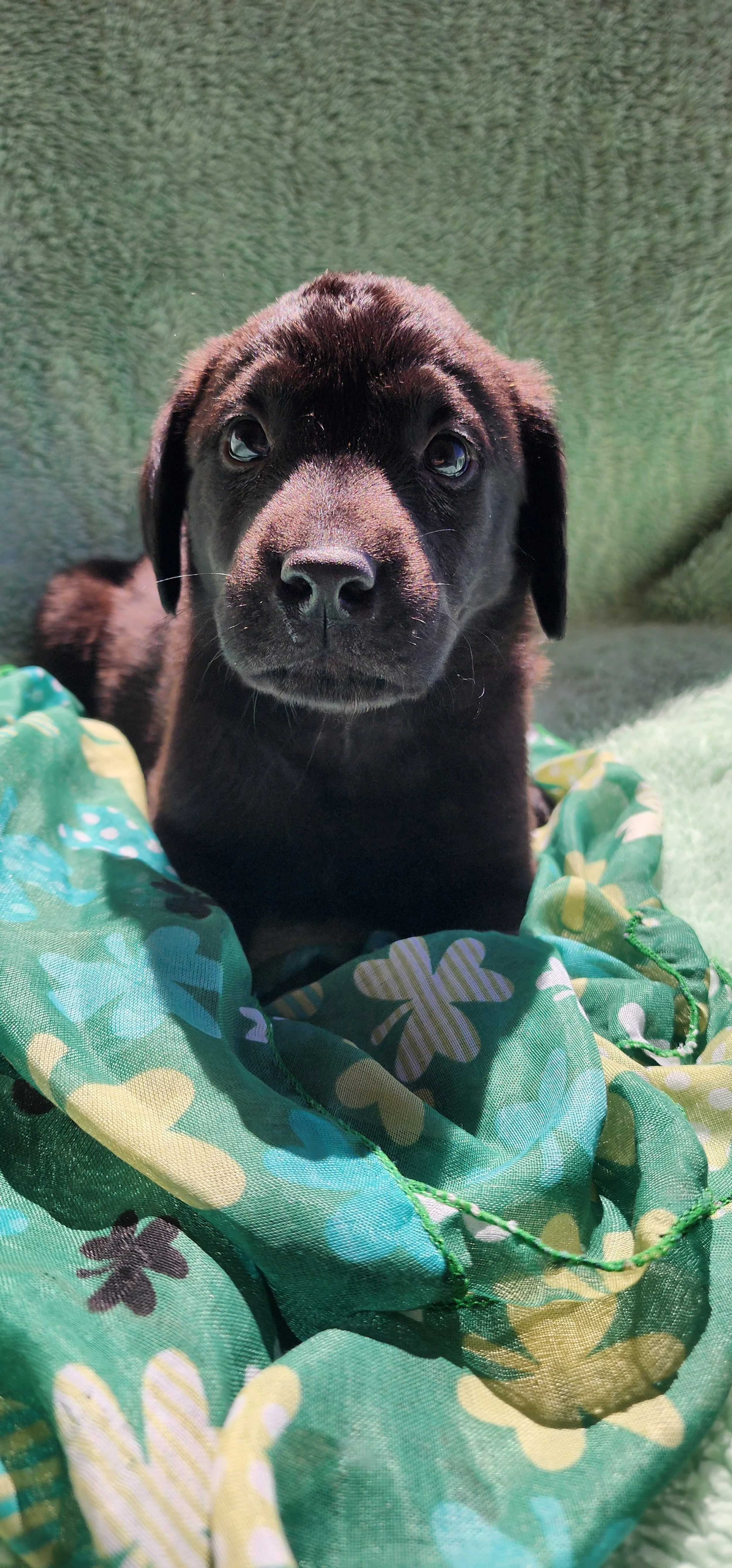 Ozzie - M Labrador