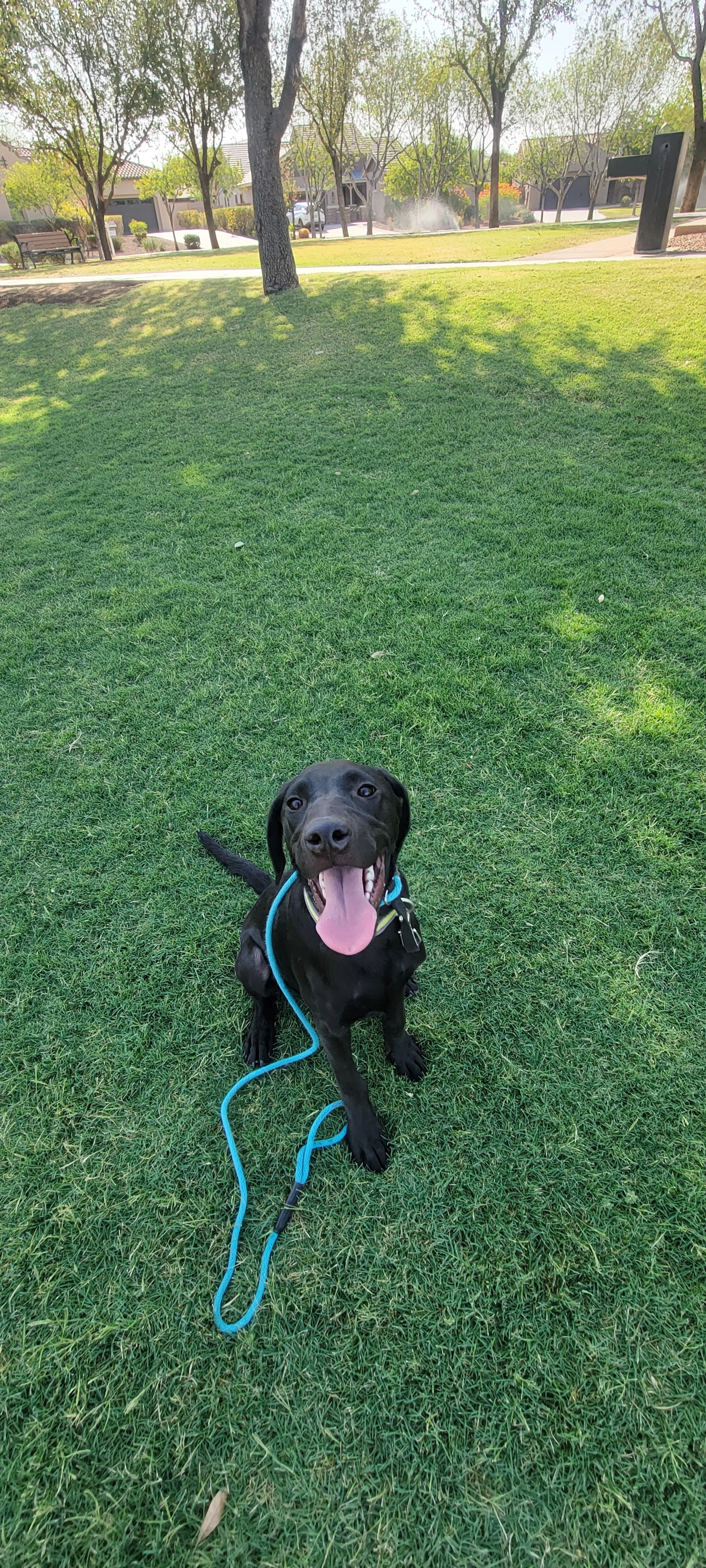 Ozzie - M Labrador