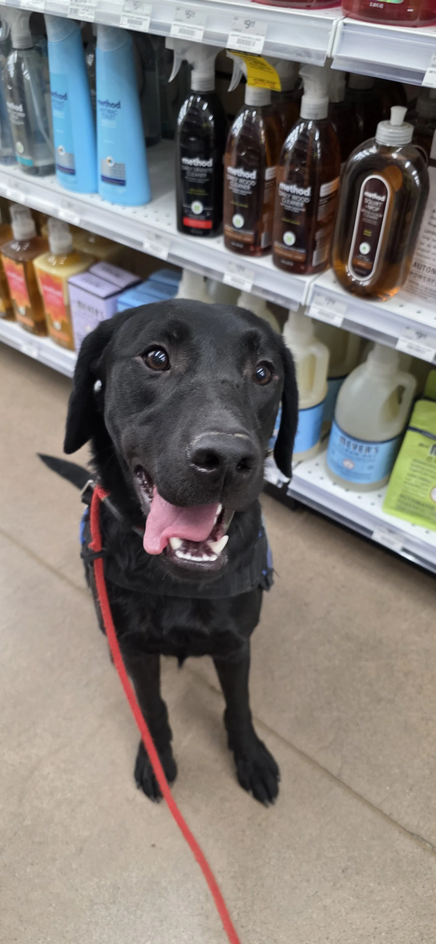 Ozzie - M Labrador