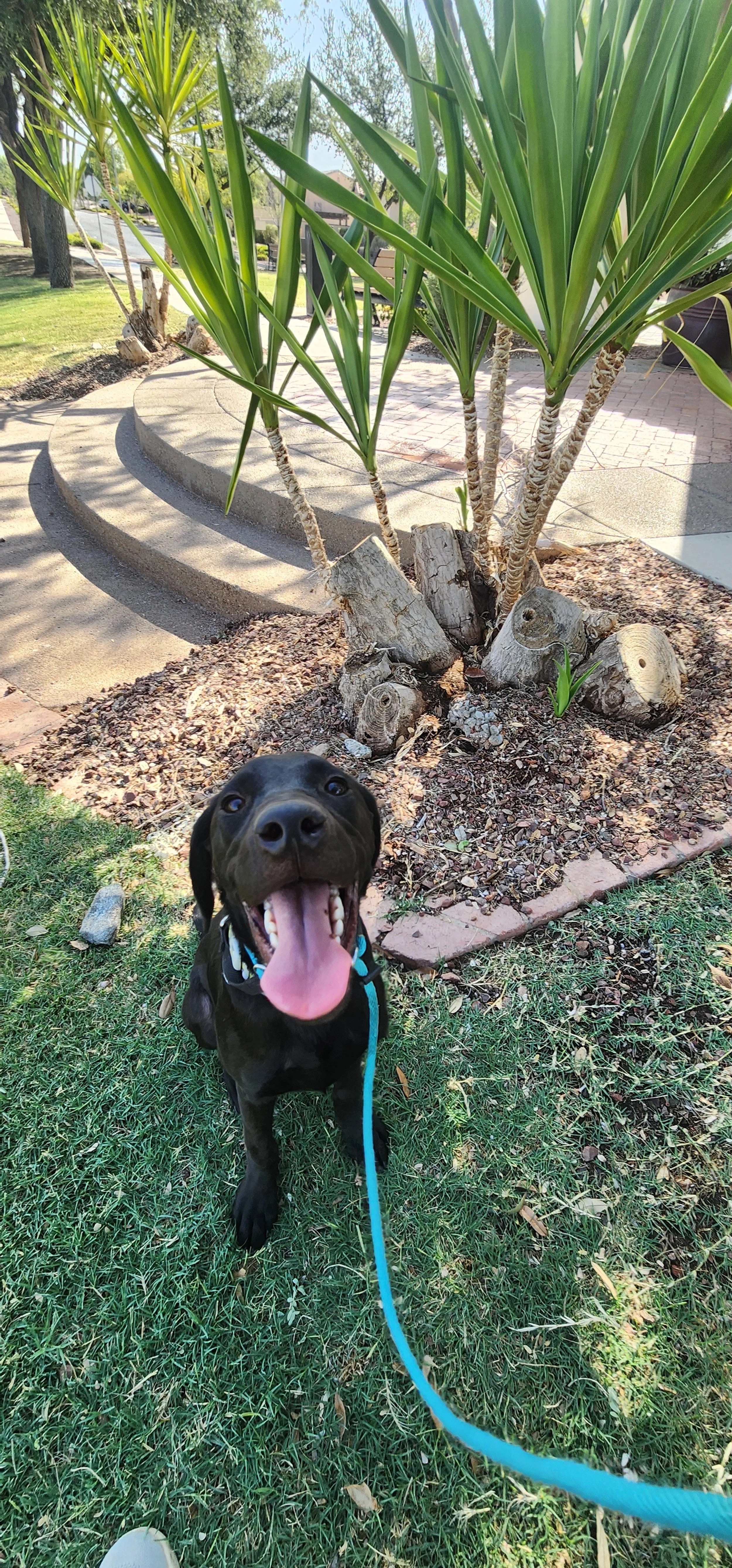 Ozzie - M Labrador