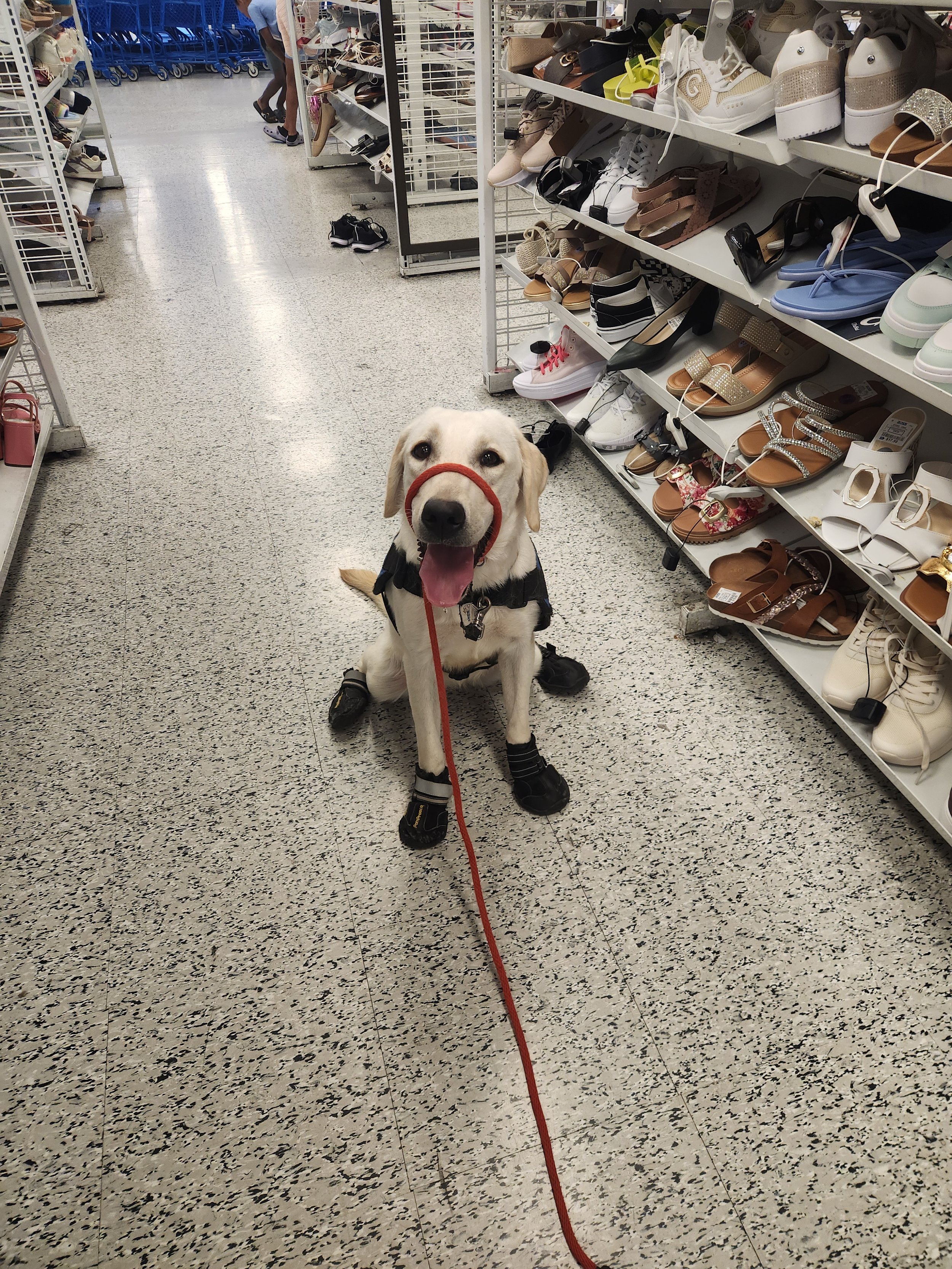 Lily - F Labrador