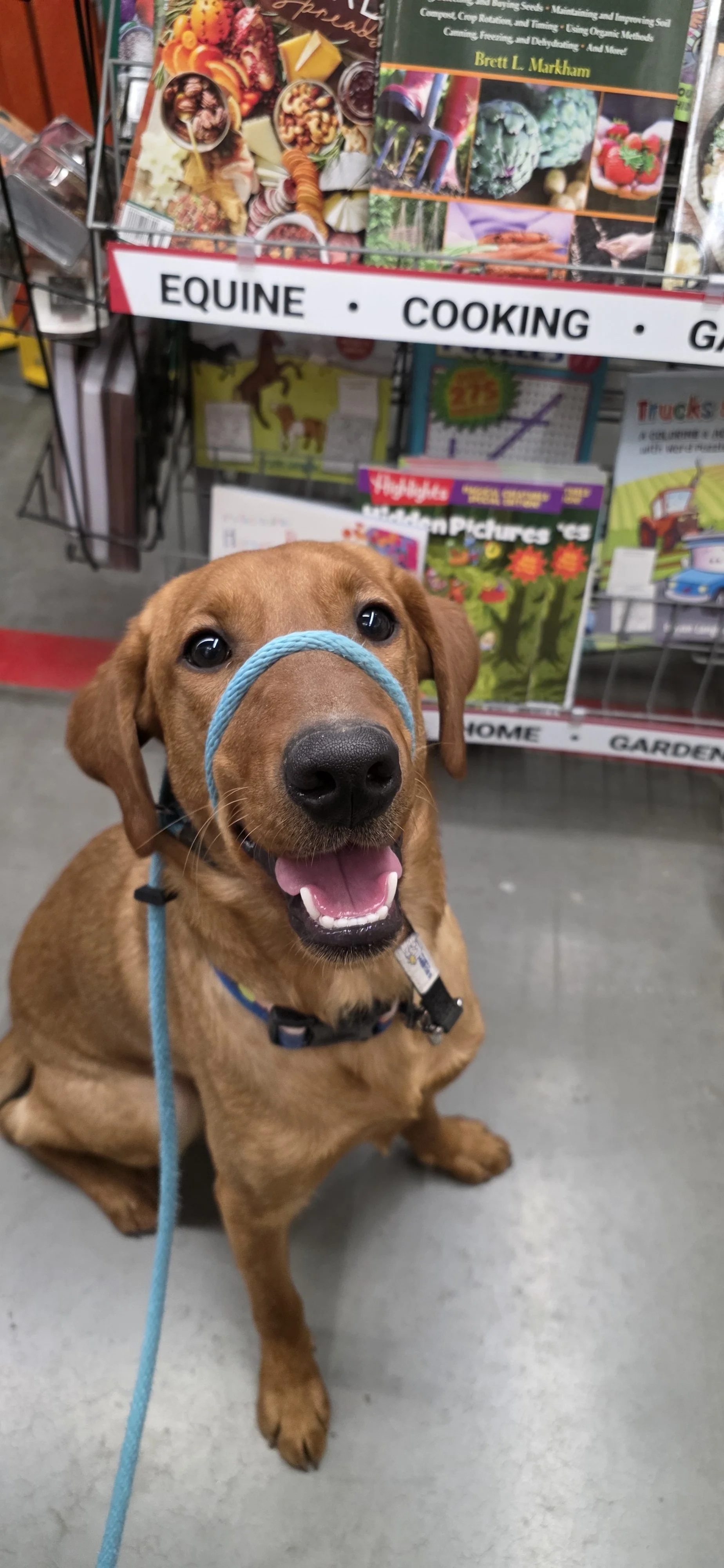 Ray - Male Labrador