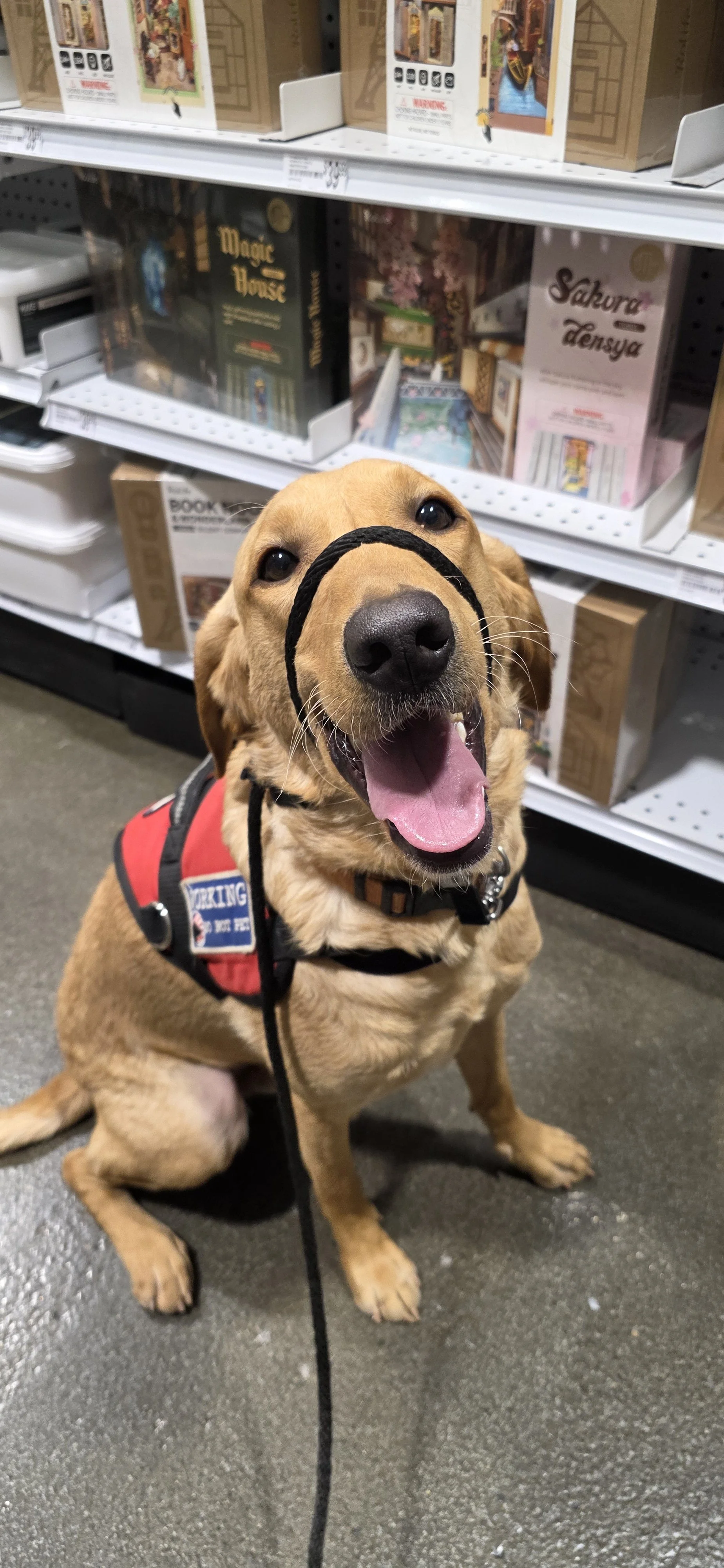Joe-  Male Labrador