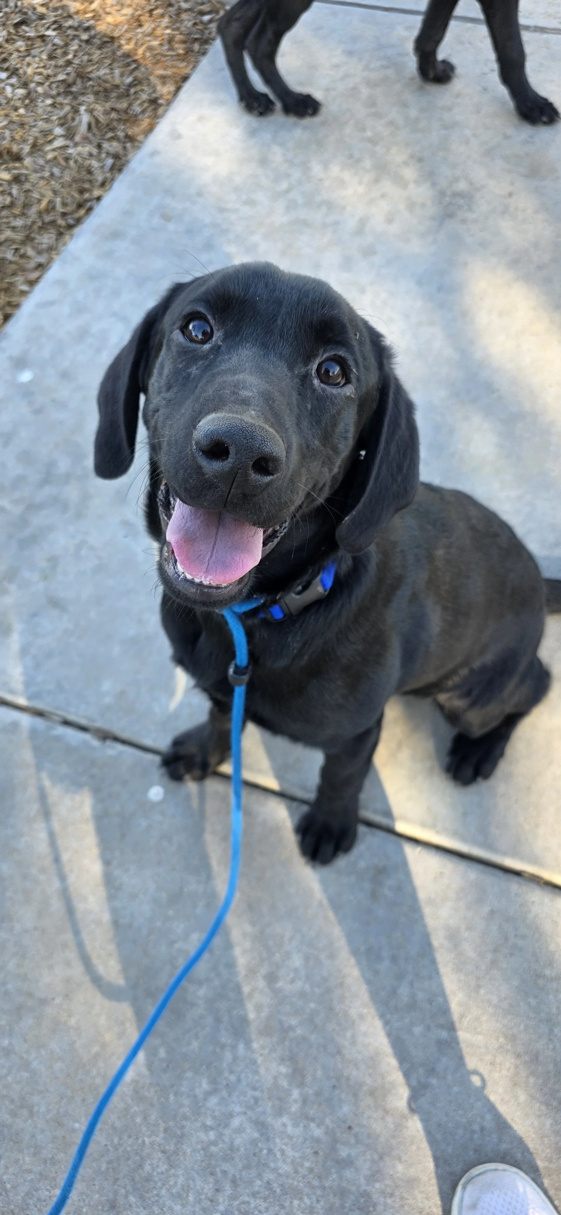 Ace - M Labrador