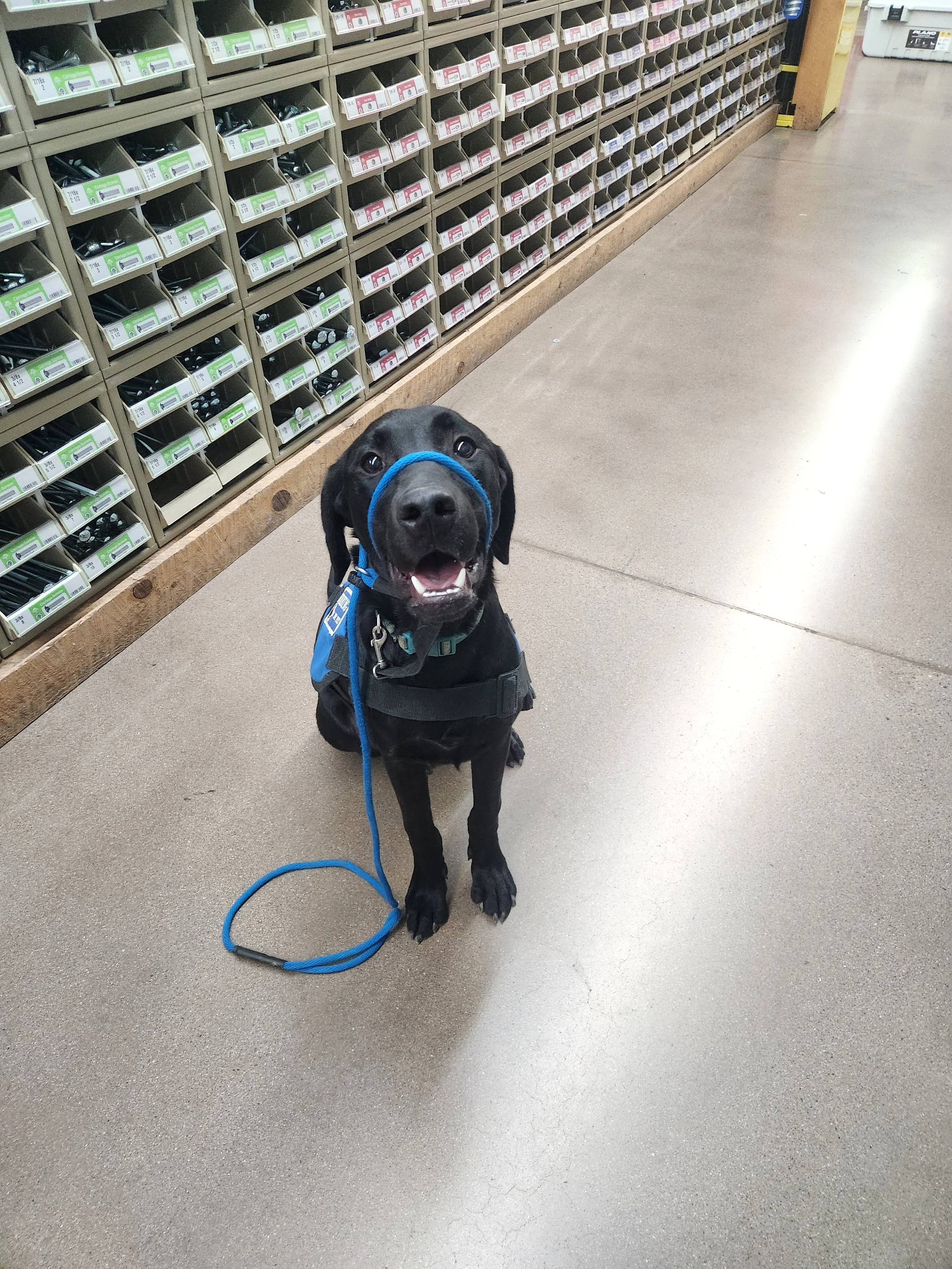 Ozzie - M Labrador