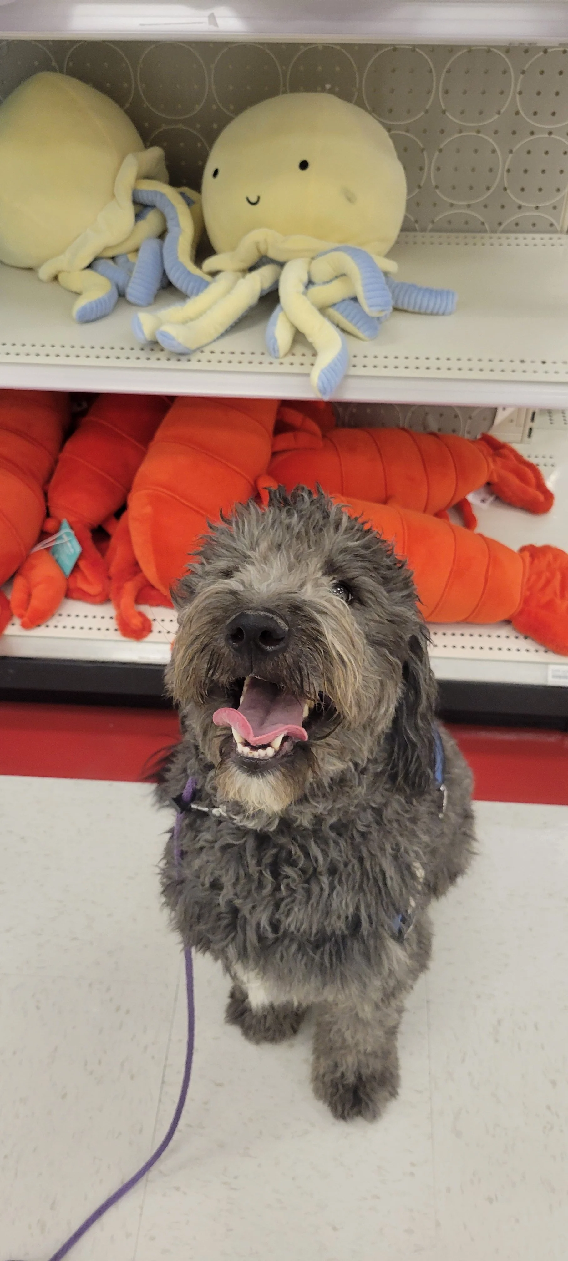 June F Goldendoodle 