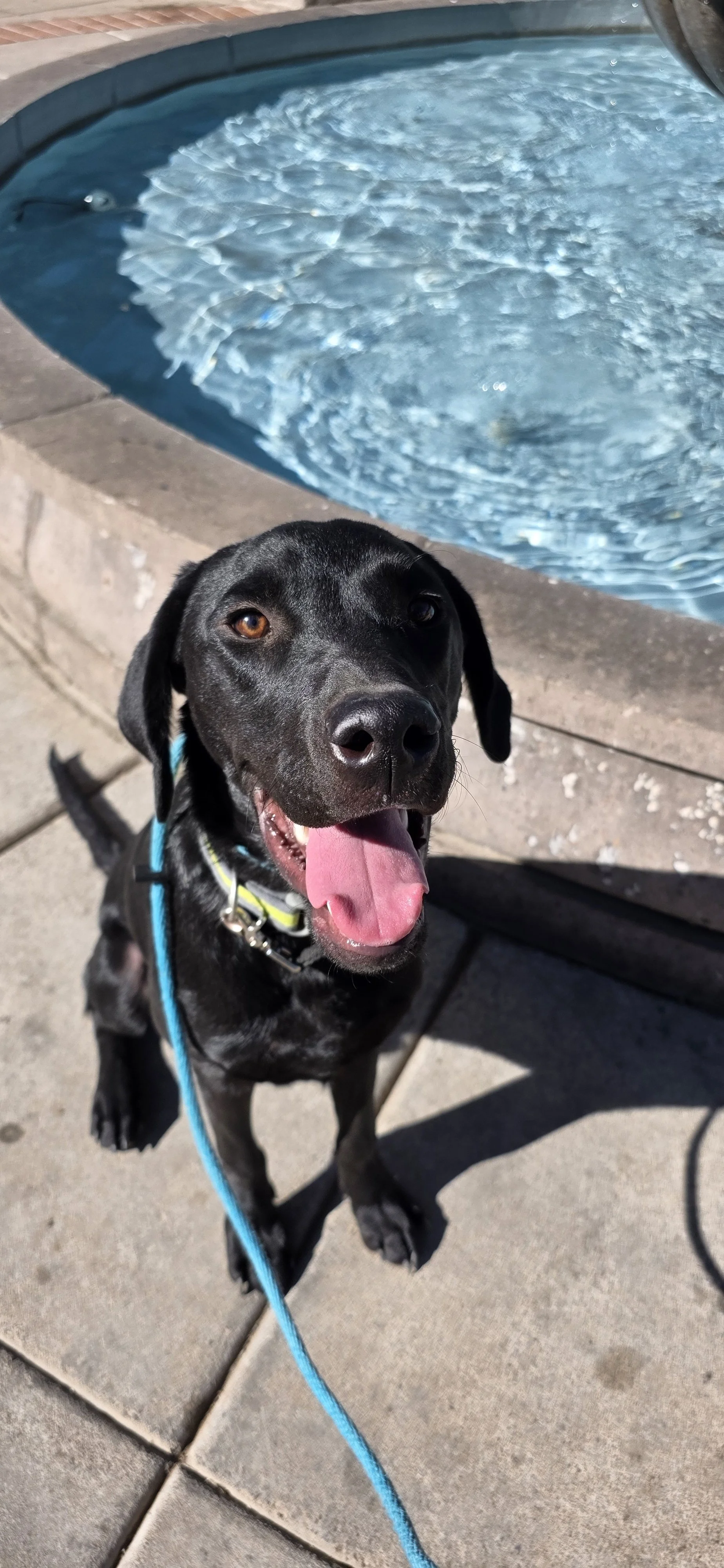 Radar - M Labrador