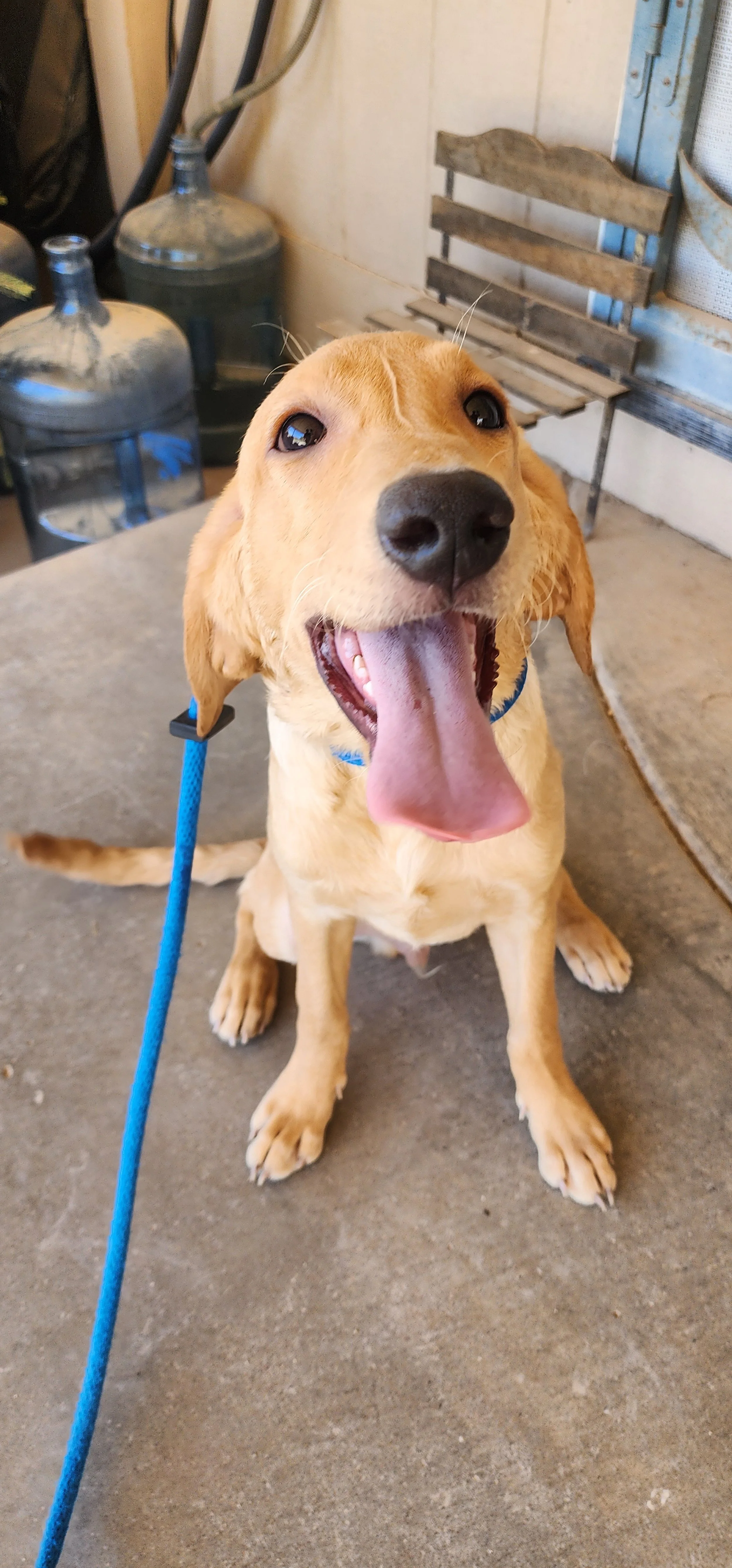 Joe- Male Labrador